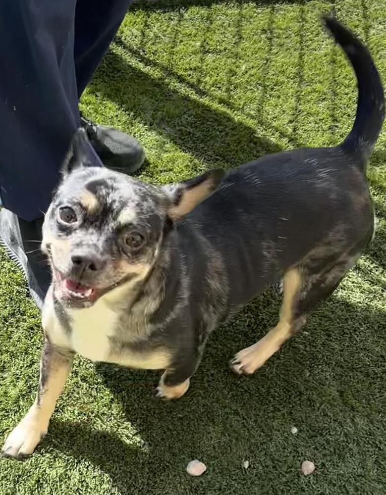 Enlarge Nelly, a Adoptable mixed breed in West Palm Beach, FL image 3/6