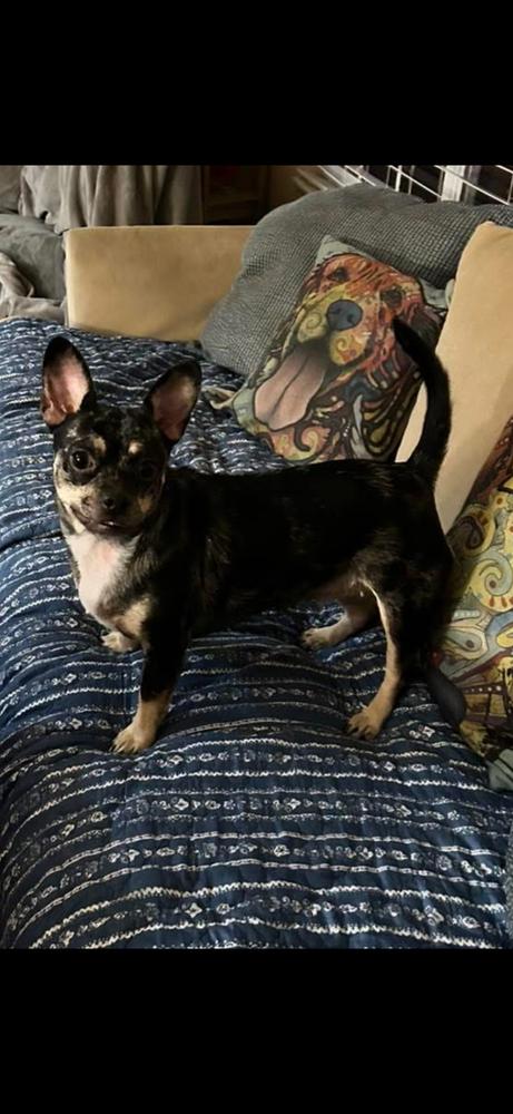 Enlarge Nelly, a Adoptable mixed breed in West Palm Beach, FL image 4/6