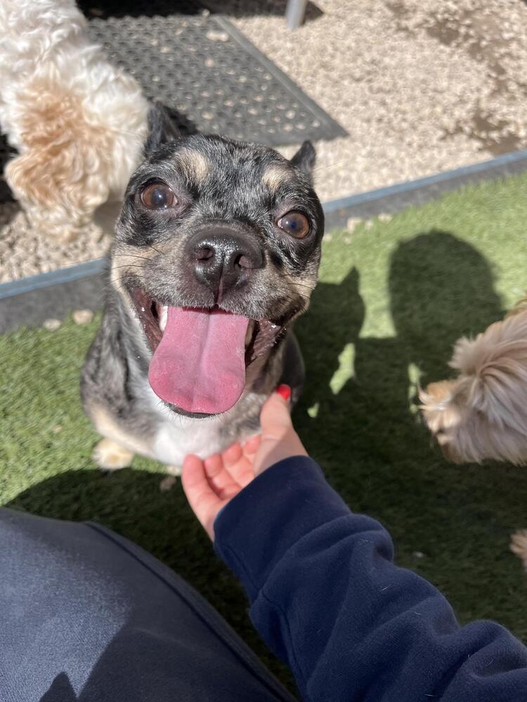 Enlarge Nelly, a Adoptable mixed breed in West Palm Beach, FL image 5/6