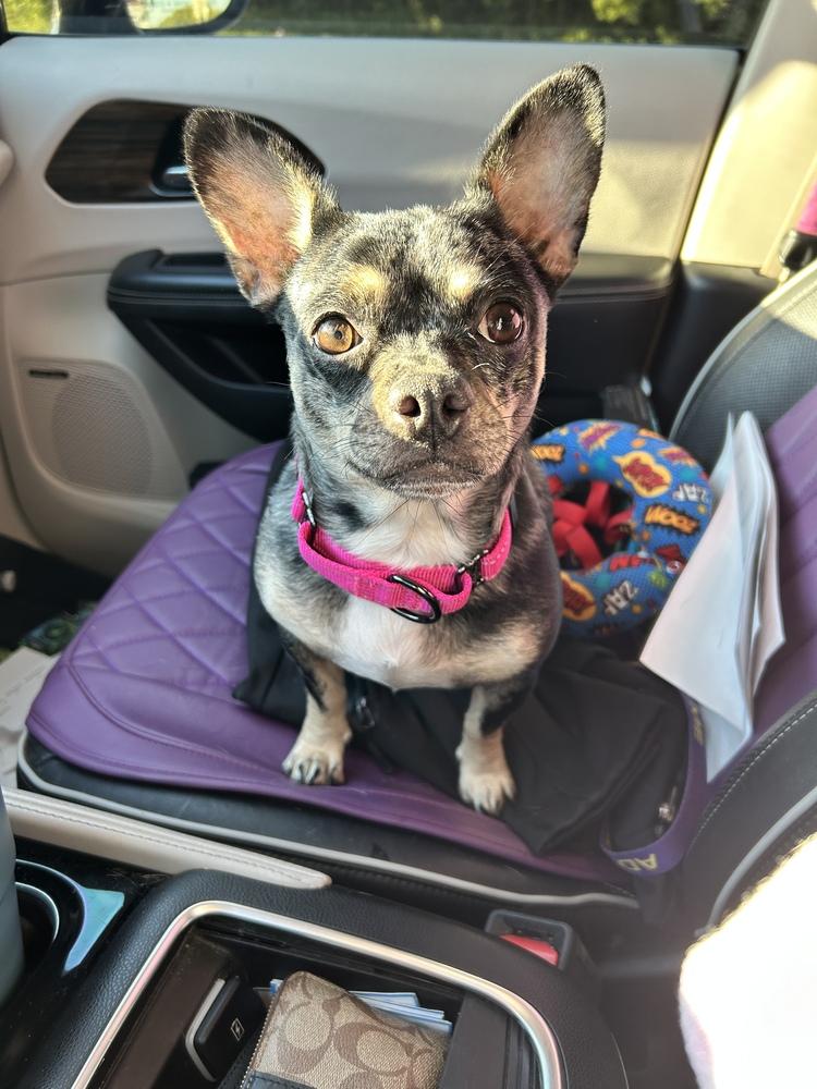 Enlarge Nelly, a Adoptable mixed breed in West Palm Beach, FL image 6/6