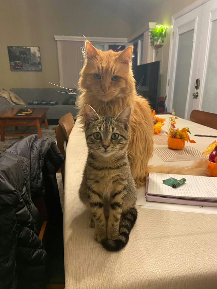 Enlarge Millie, a Adopted American Shorthair in Westwood, NJ image 1/2