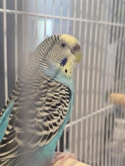 Enlarge Liam, a Adoptable mixed breed in Montreal, QC image 1/1