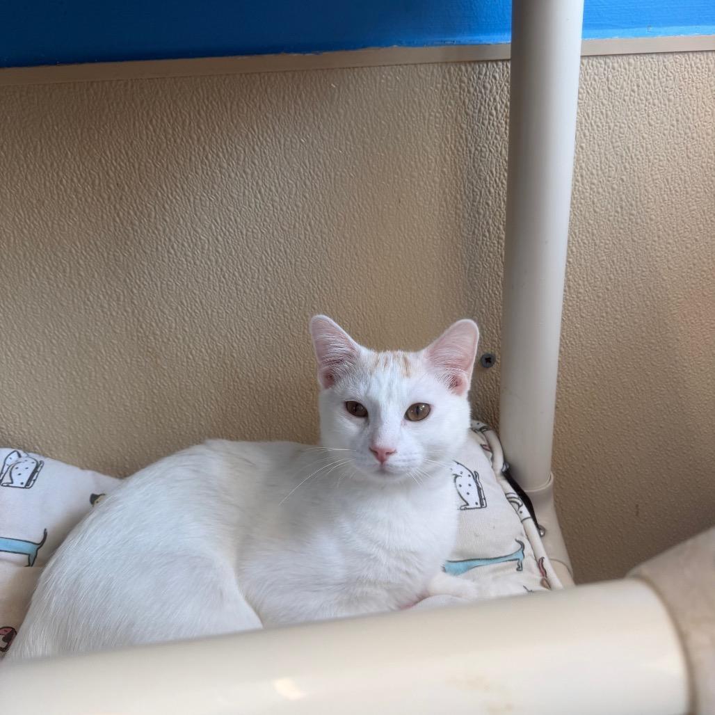 Lime, Adoptable, Young Male Domestic Short Hair.