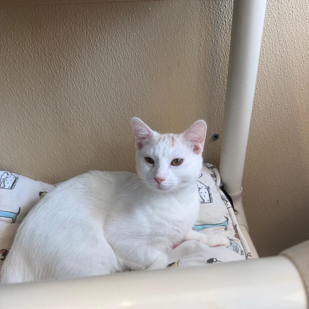 Enlarge Lime, a Adoptable Domestic Short Hair in Mankato, MN image 2/2