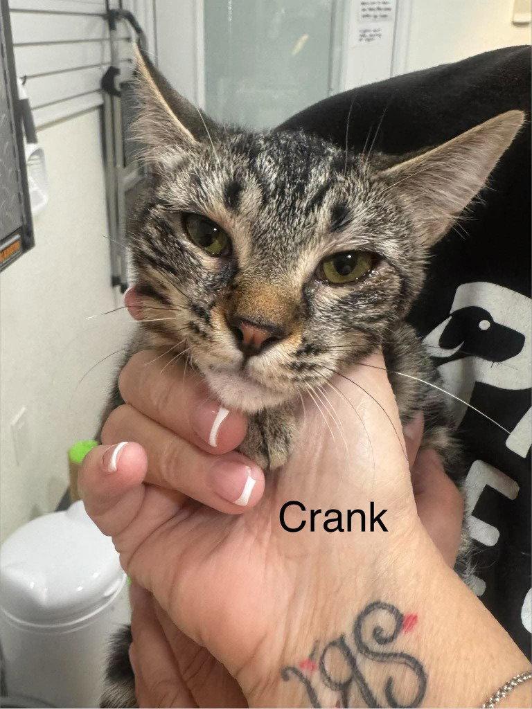 Crank, Adoptable, Young Female Tabby & Domestic Short Hair.