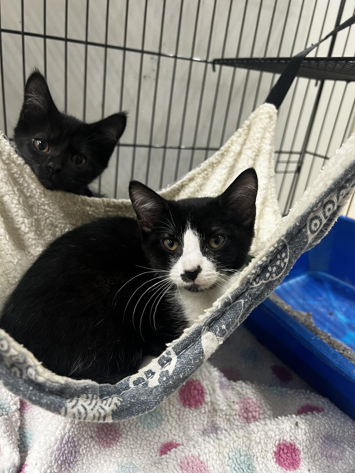 Iris, ADOPTABLE, Kitten Female Domestic Short Hair.