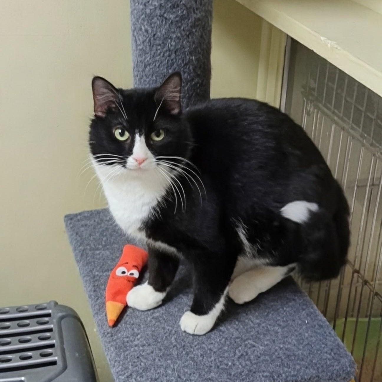 Enlarge Tux, a Adoptable Domestic Short Hair in West Jefferson, OH image 5/6
