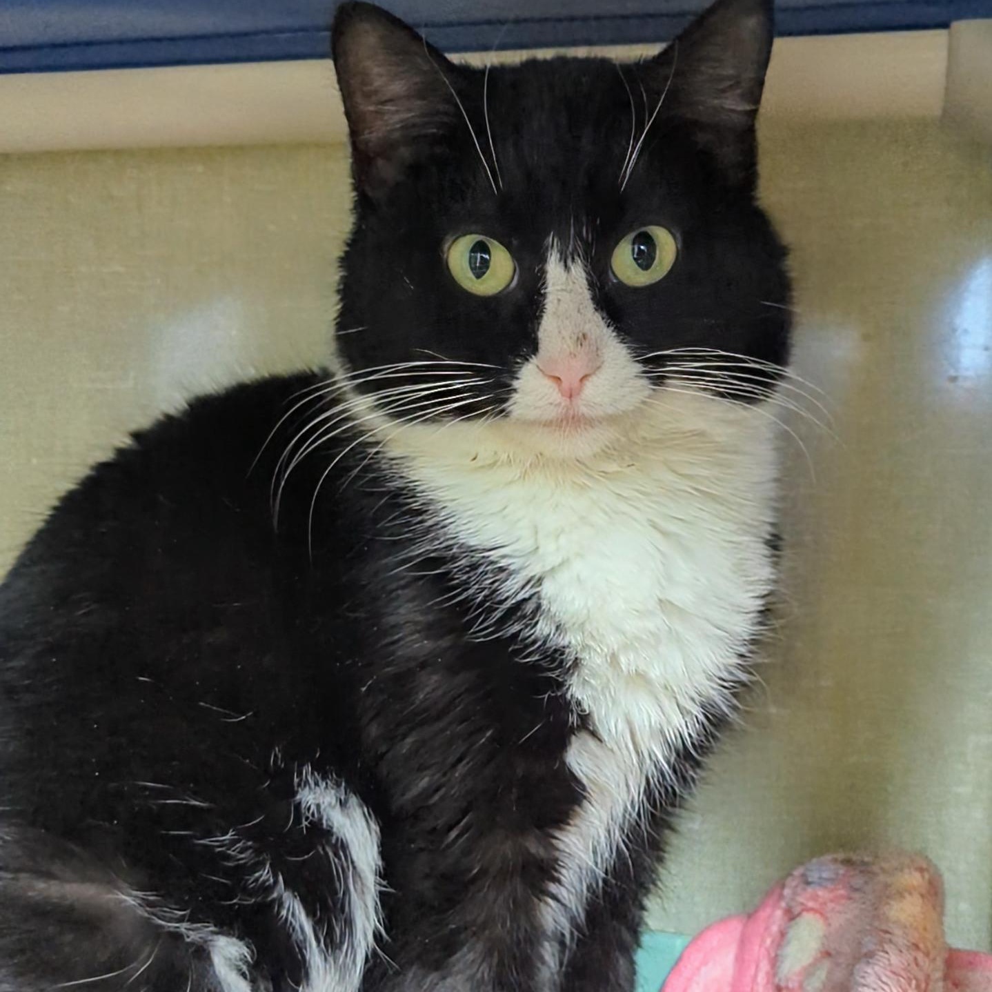 Enlarge Tux, a Adoptable Domestic Short Hair in West Jefferson, OH image 4/6