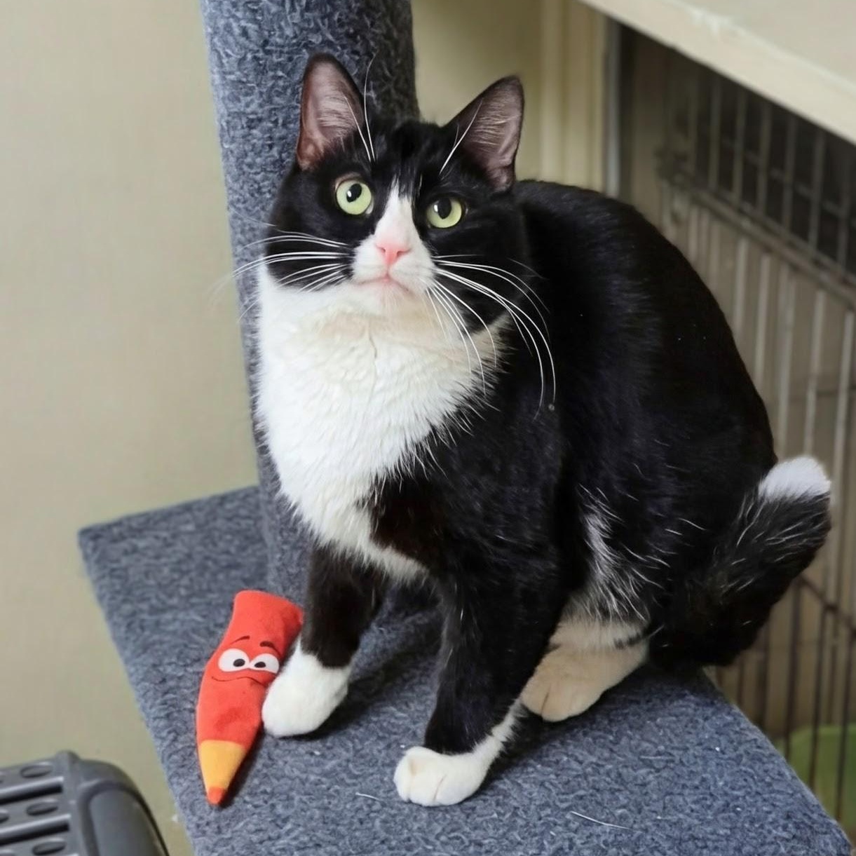 Enlarge Tux, a Adoptable Domestic Short Hair in West Jefferson, OH image 6/6