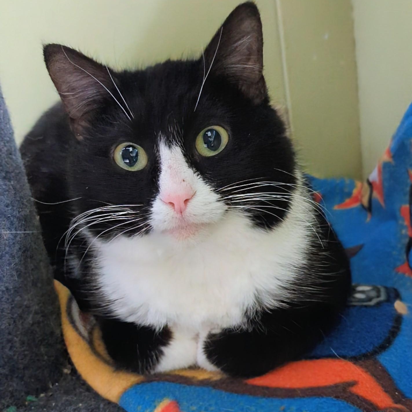Enlarge Tux, a Adoptable Domestic Short Hair in West Jefferson, OH image 2/6