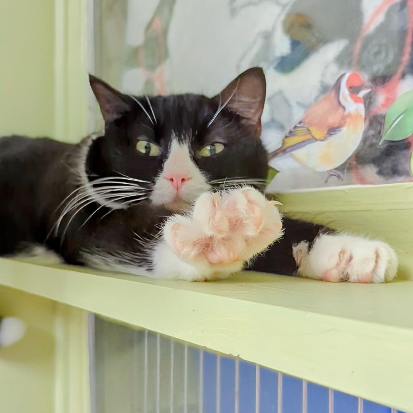 Enlarge Tux, a Adoptable Domestic Short Hair in West Jefferson, OH image 3/6