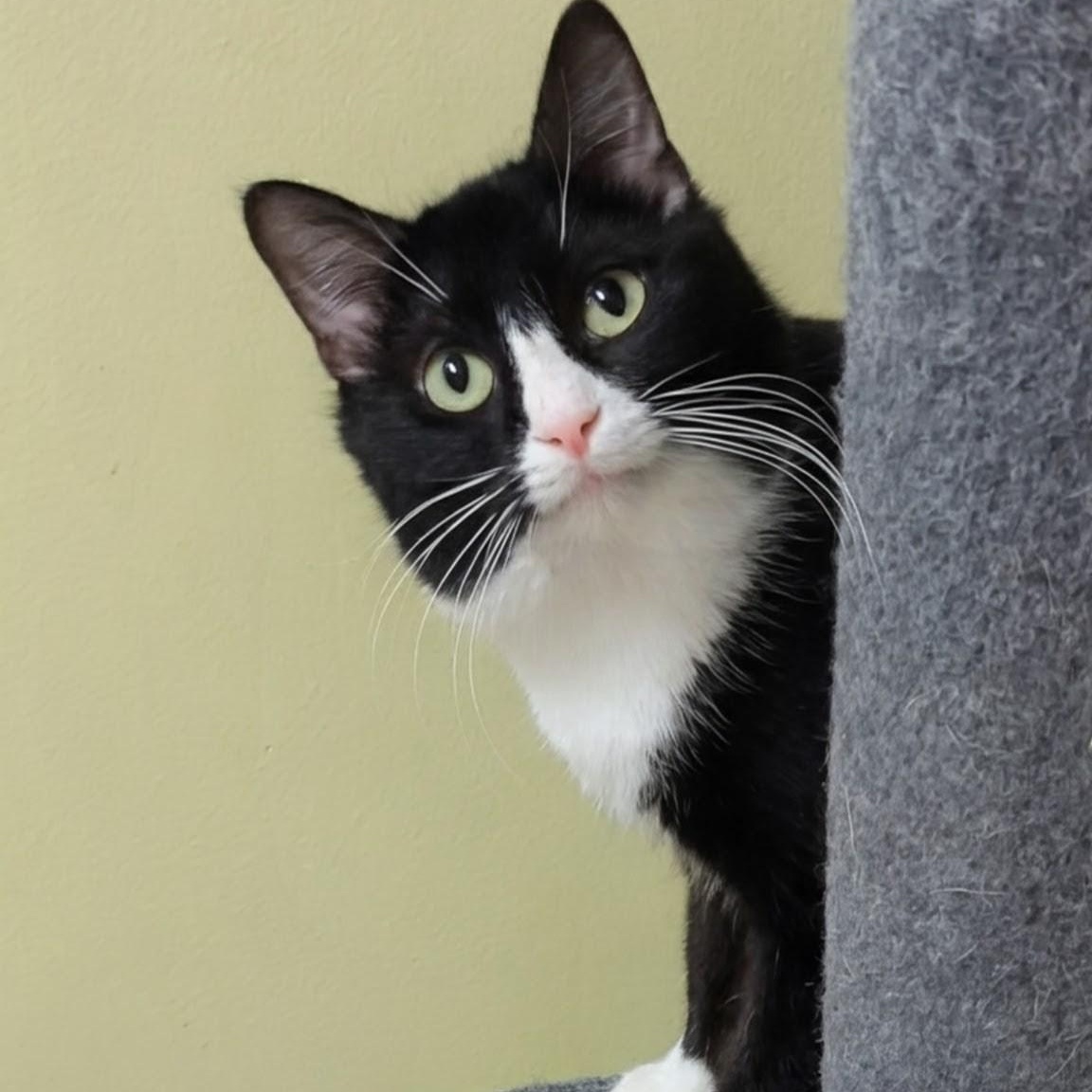 Enlarge Tux, a Adoptable Domestic Short Hair in West Jefferson, OH image 1/6