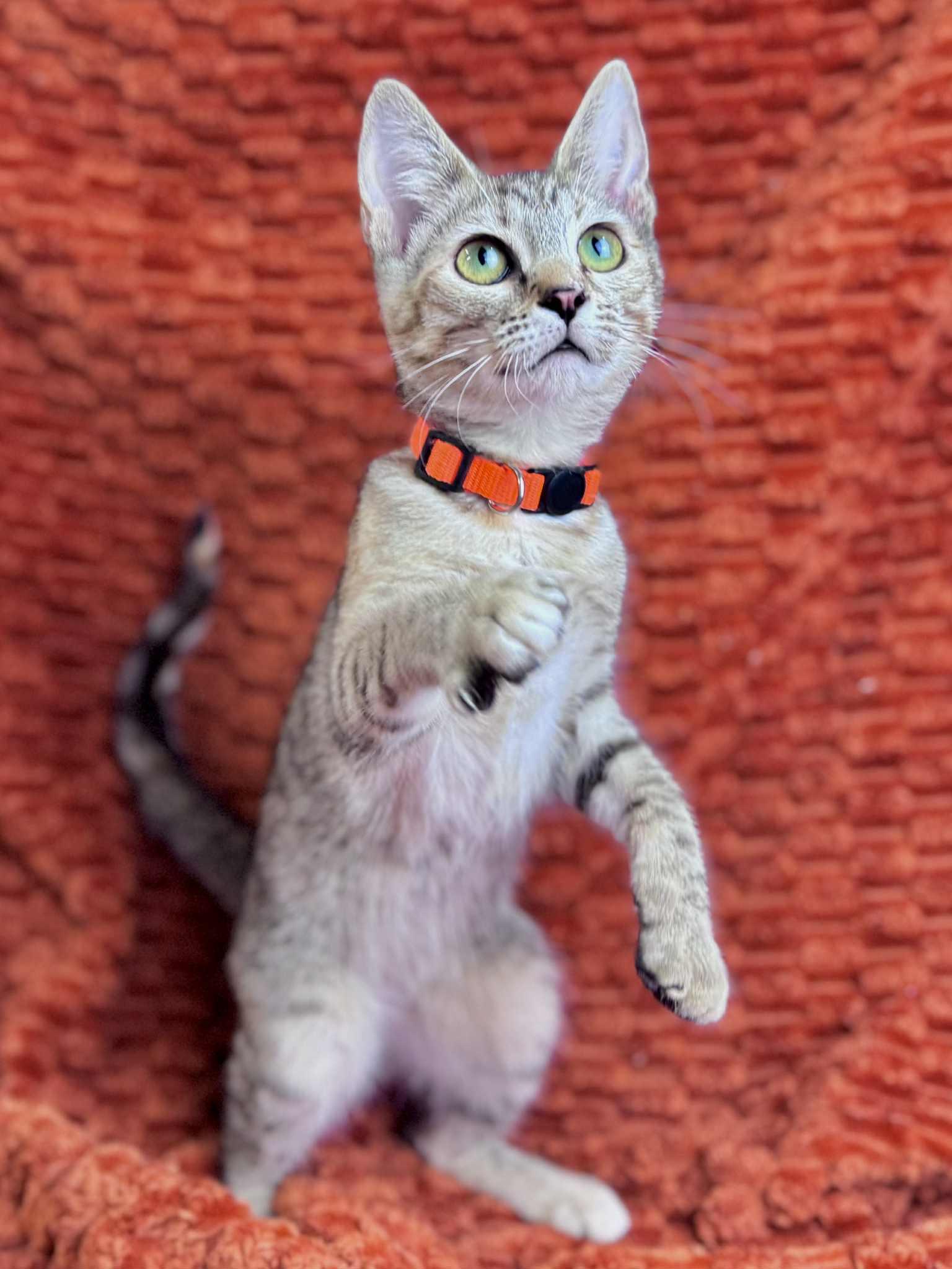 Petunia, a Adoptable Domestic Short Hair in Rixeyville, VA image 3/5