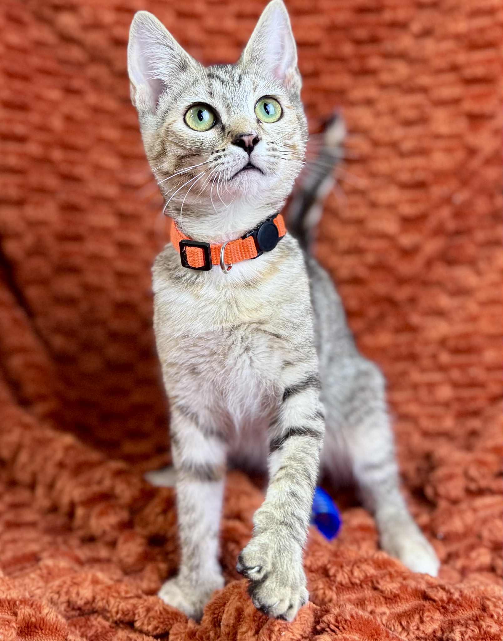 Petunia, a Adoptable Domestic Short Hair in Rixeyville, VA image 4/5