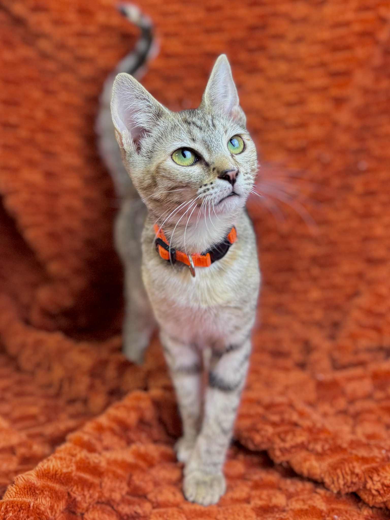 Petunia, a Adoptable Domestic Short Hair in Rixeyville, VA image 1/5