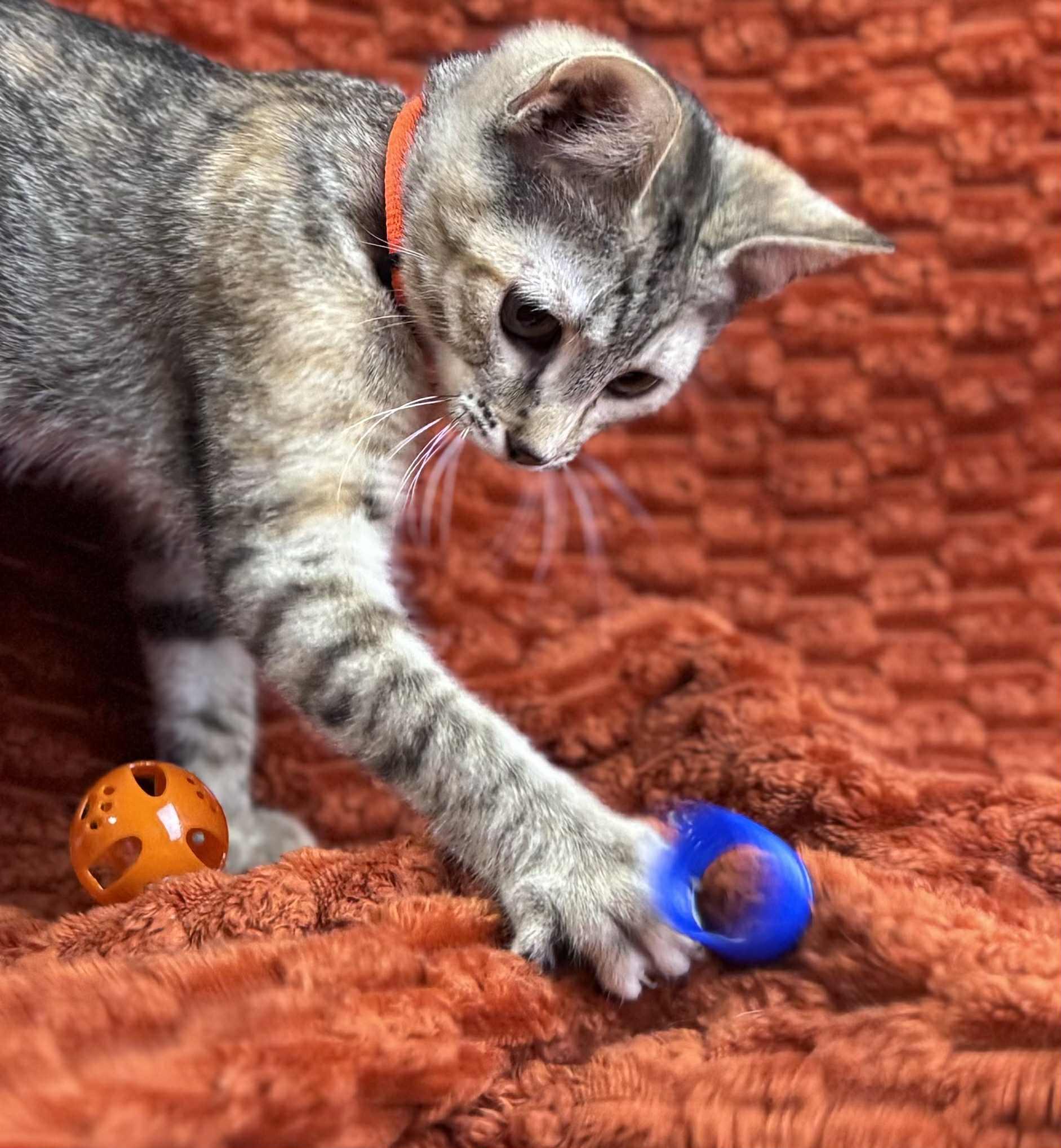 Petunia, a Adoptable Domestic Short Hair in Rixeyville, VA image 2/5