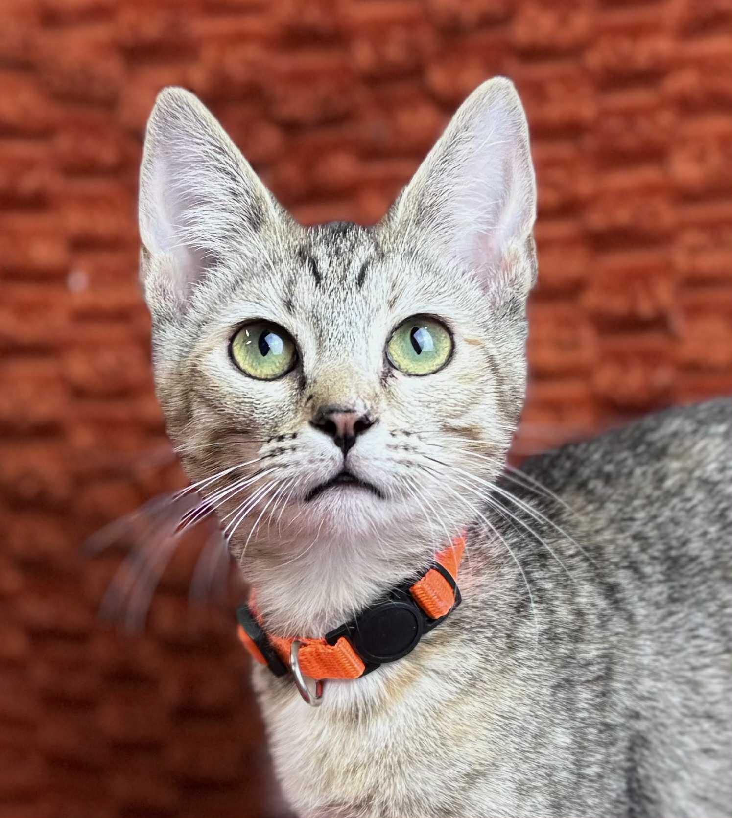 Petunia, a Adoptable Domestic Short Hair in Rixeyville, VA image 5/5