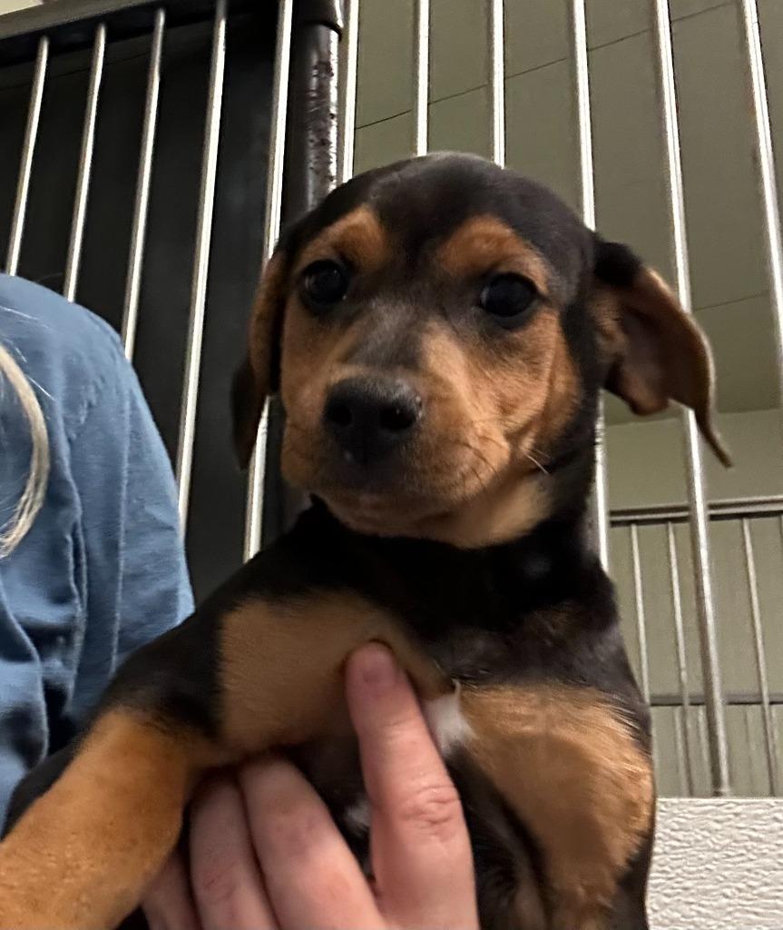 Forrest, Adoptable, Puppy Male Mixed Breed.