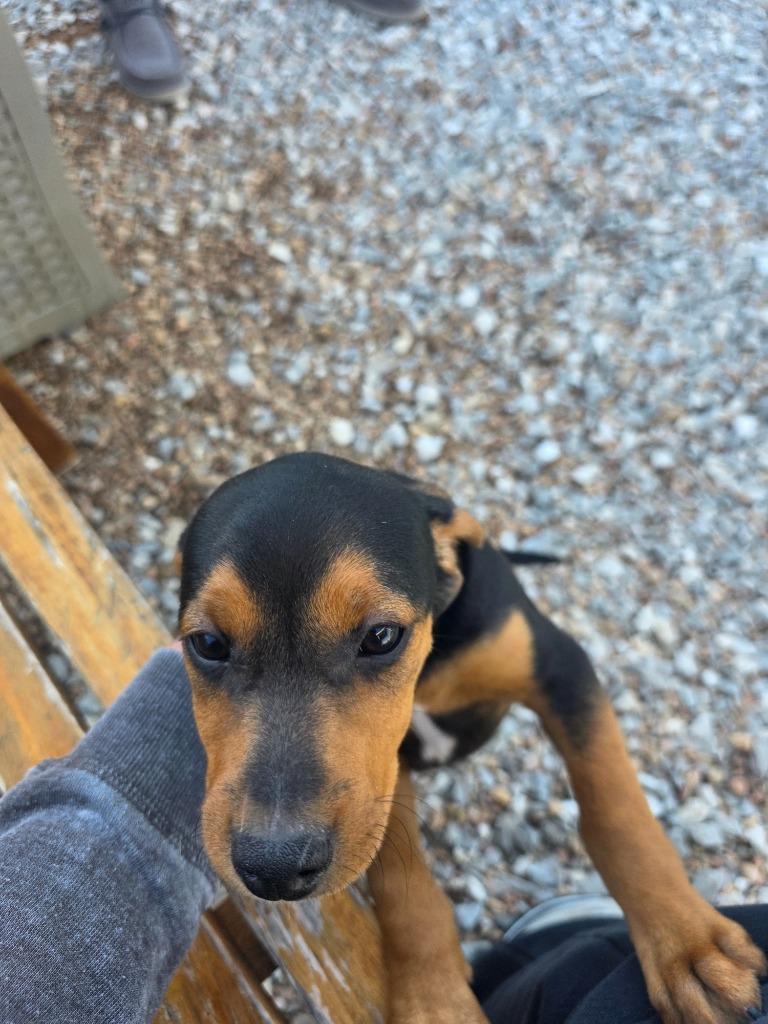 Enlarge Forrest, a Adoptable mixed breed in Neosho, MO image 2/3