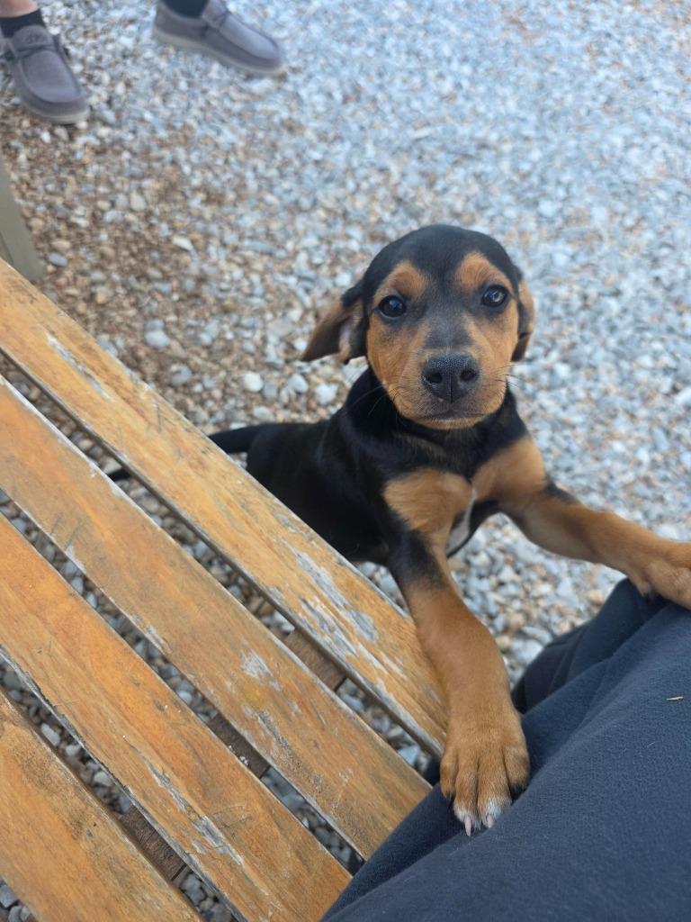 Enlarge Forrest, a Adoptable mixed breed in Neosho, MO image 3/3