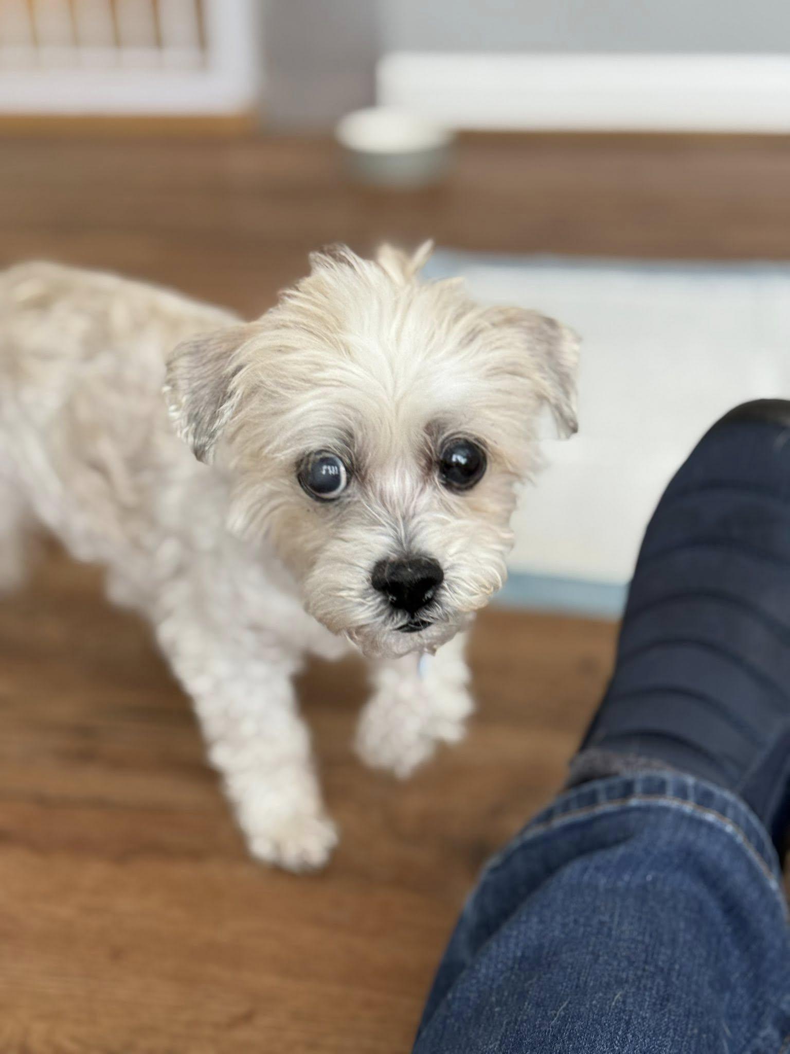 Chelsi, adopted, Adult Female Shih Tzu.