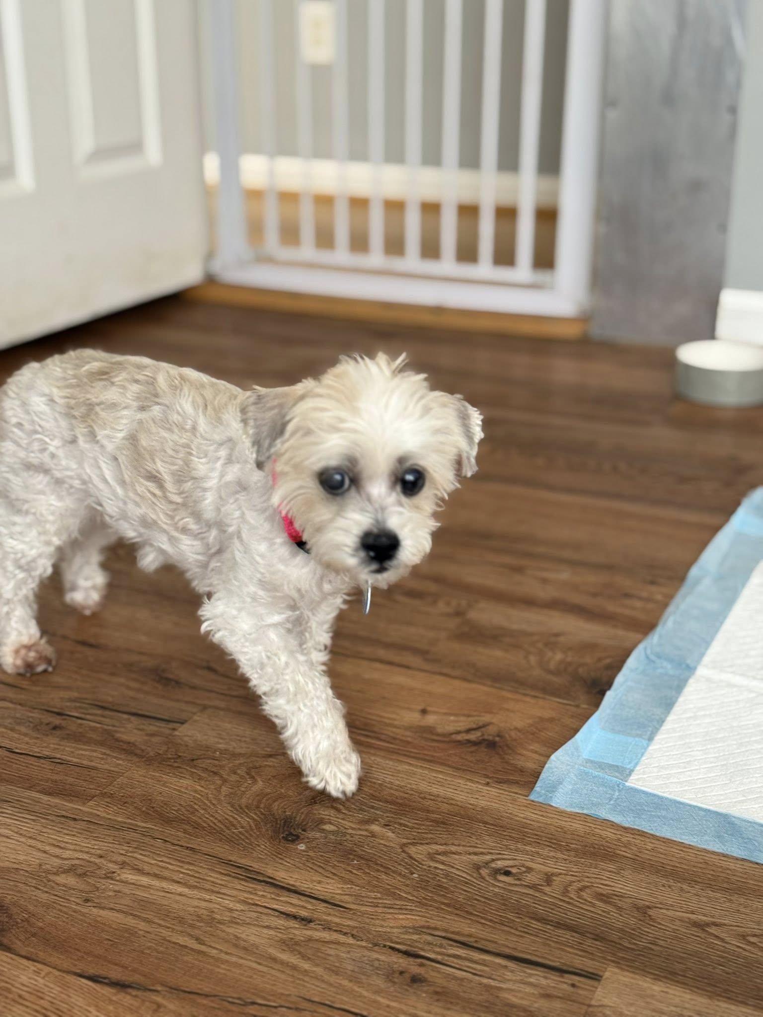 Enlarge Chelsi, an adopted mixed breed in Severn, MD image 2/4