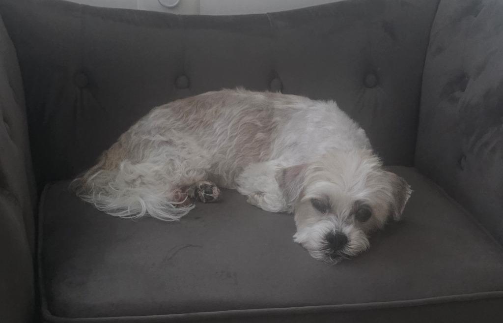 Enlarge Chelsi, an adopted mixed breed in Severn, MD image 3/4