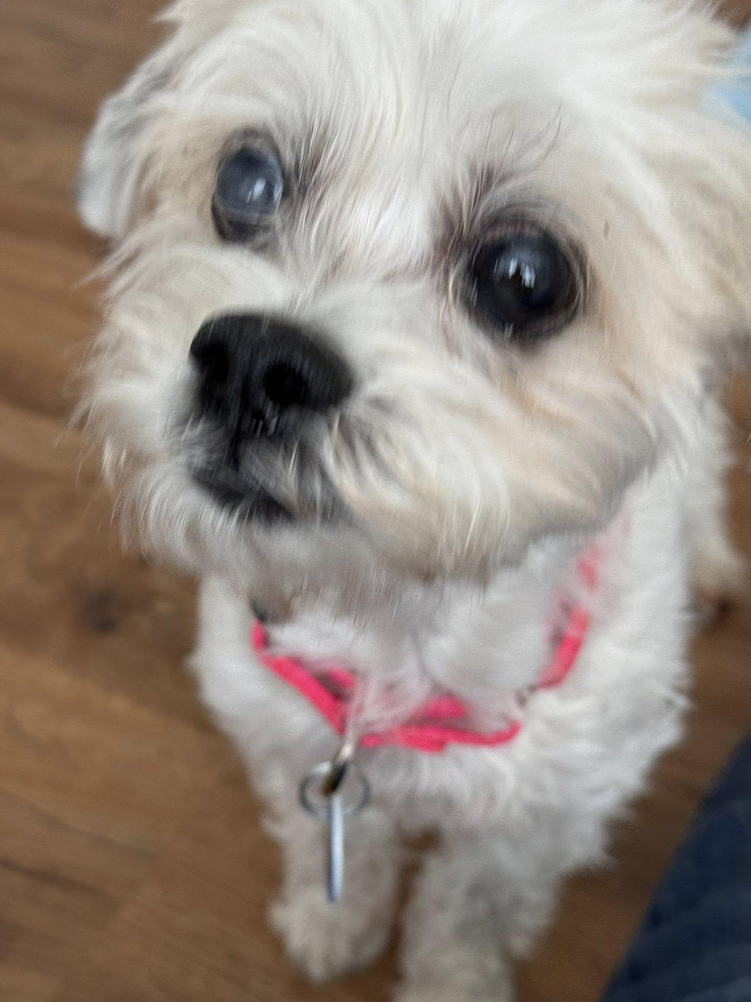 Enlarge Chelsi, an adopted mixed breed in Severn, MD image 4/4