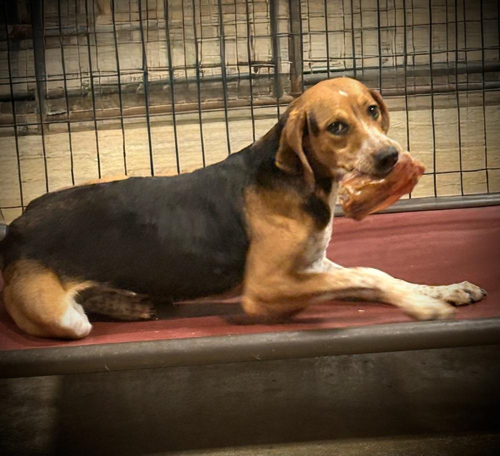 Simone, Adoptable, Adult Female Hound.
