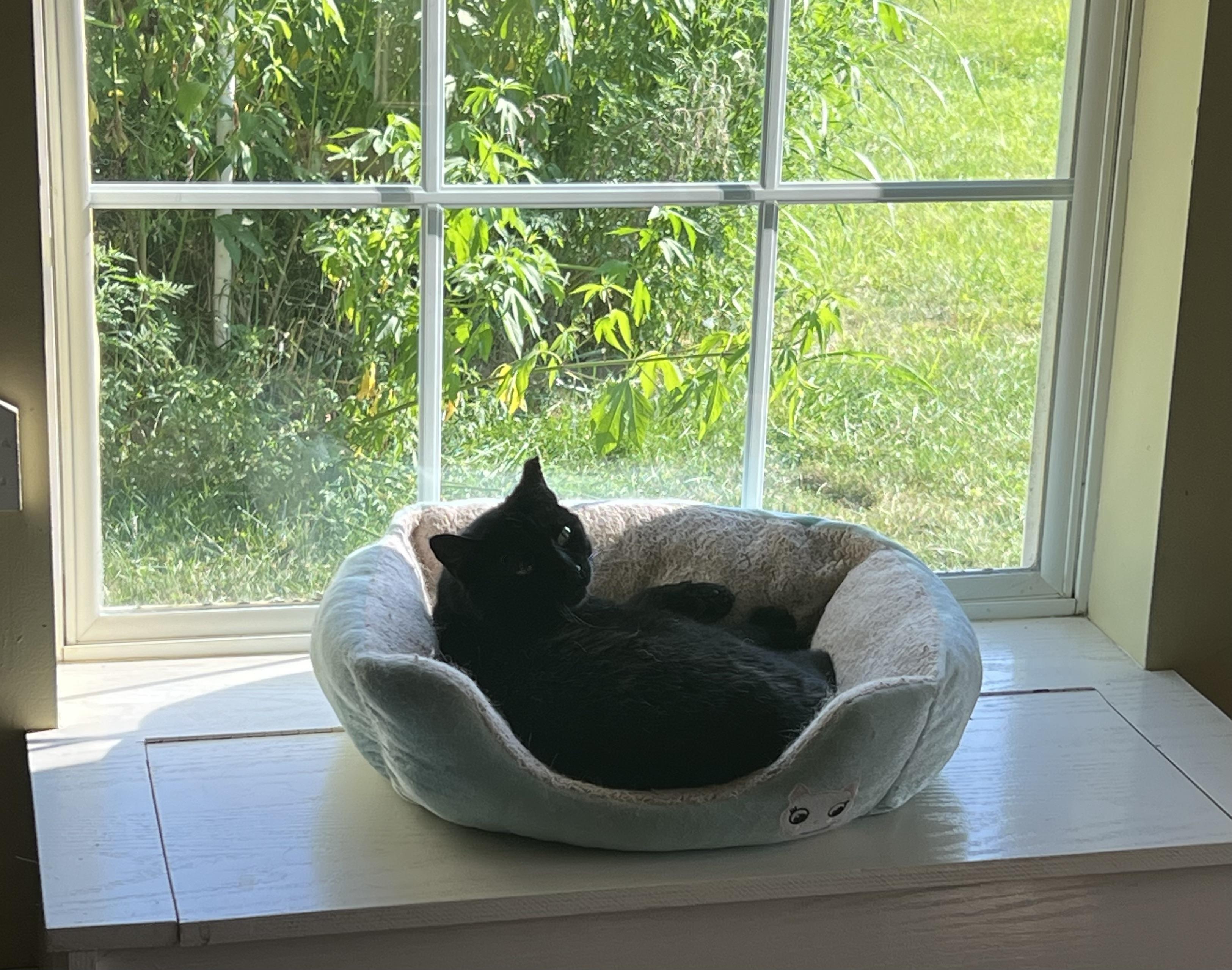 Arwen, Adoptable, Young Female Domestic Short Hair.