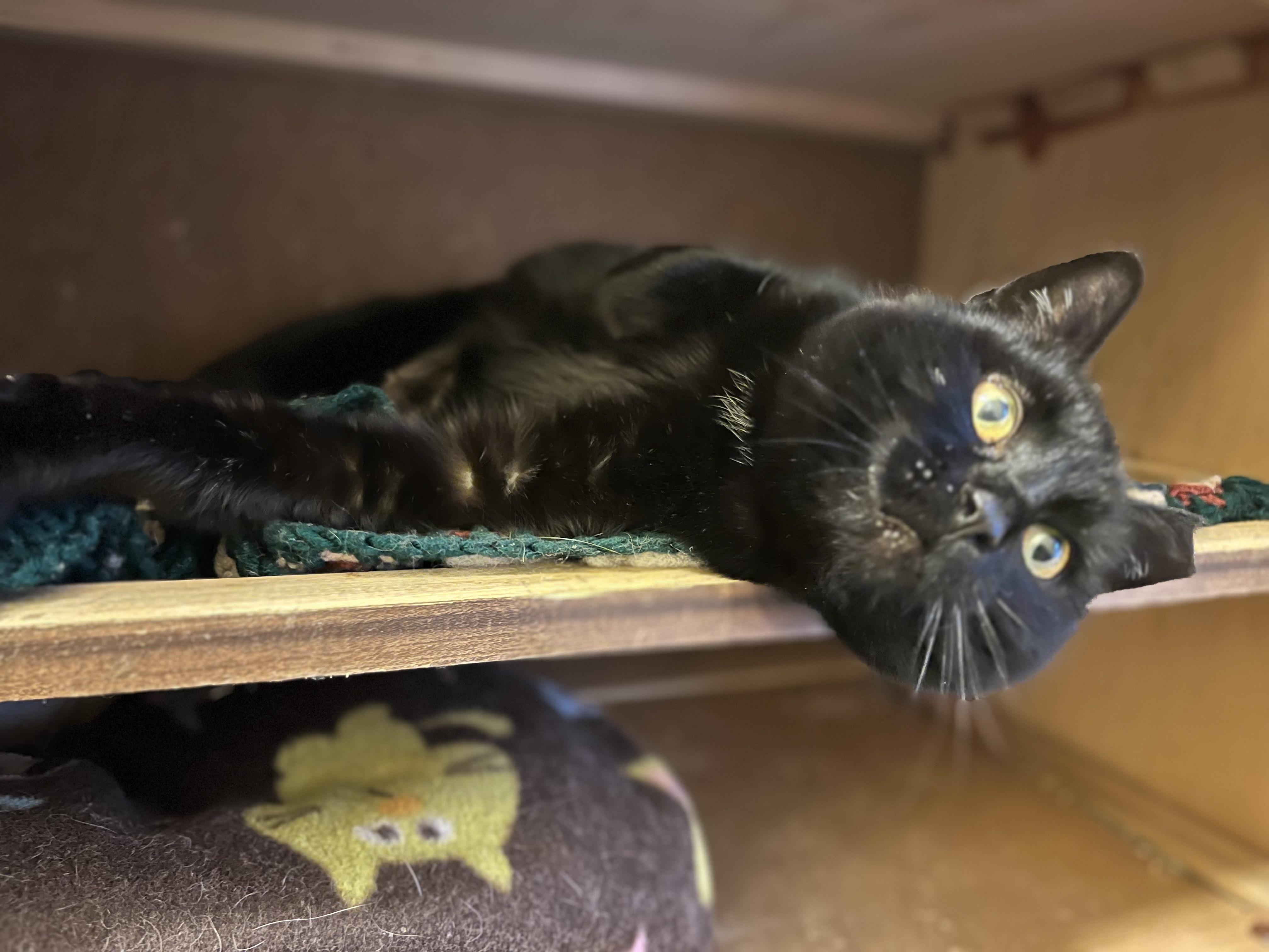 Enlarge Arwen, a Adoptable mixed breed in Plain City, OH image 5/6