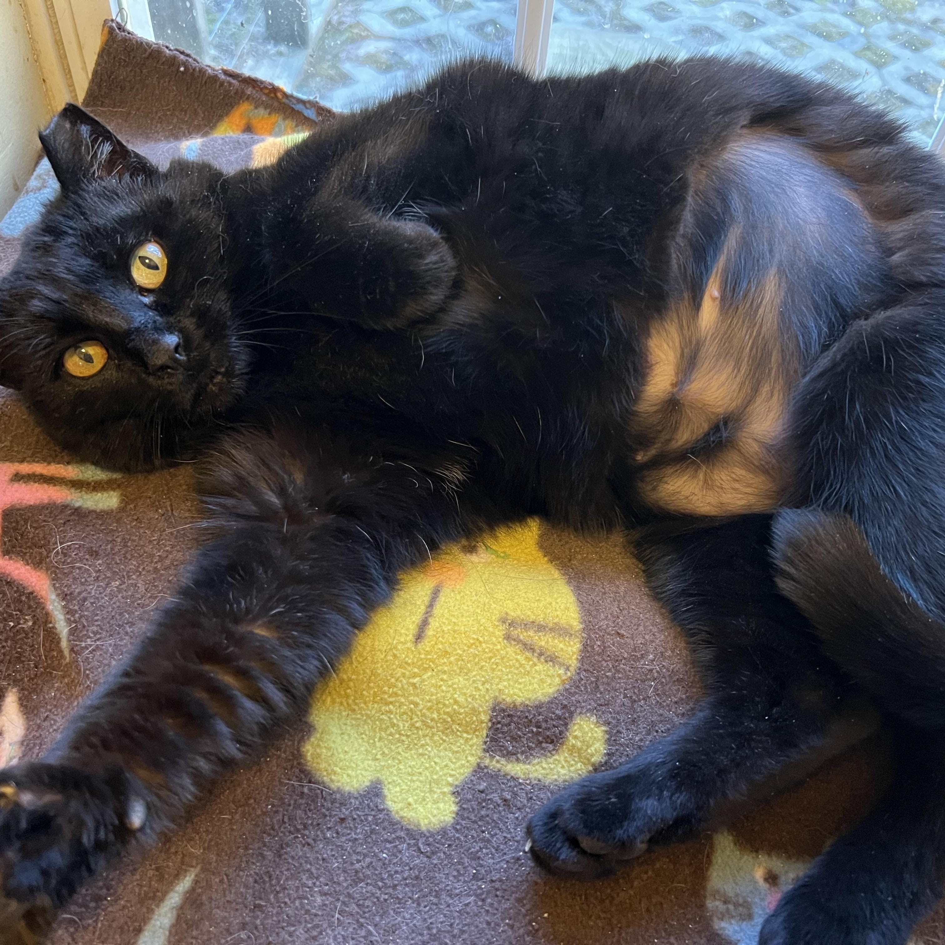 Enlarge Arwen, a Adoptable mixed breed in Plain City, OH image 6/6