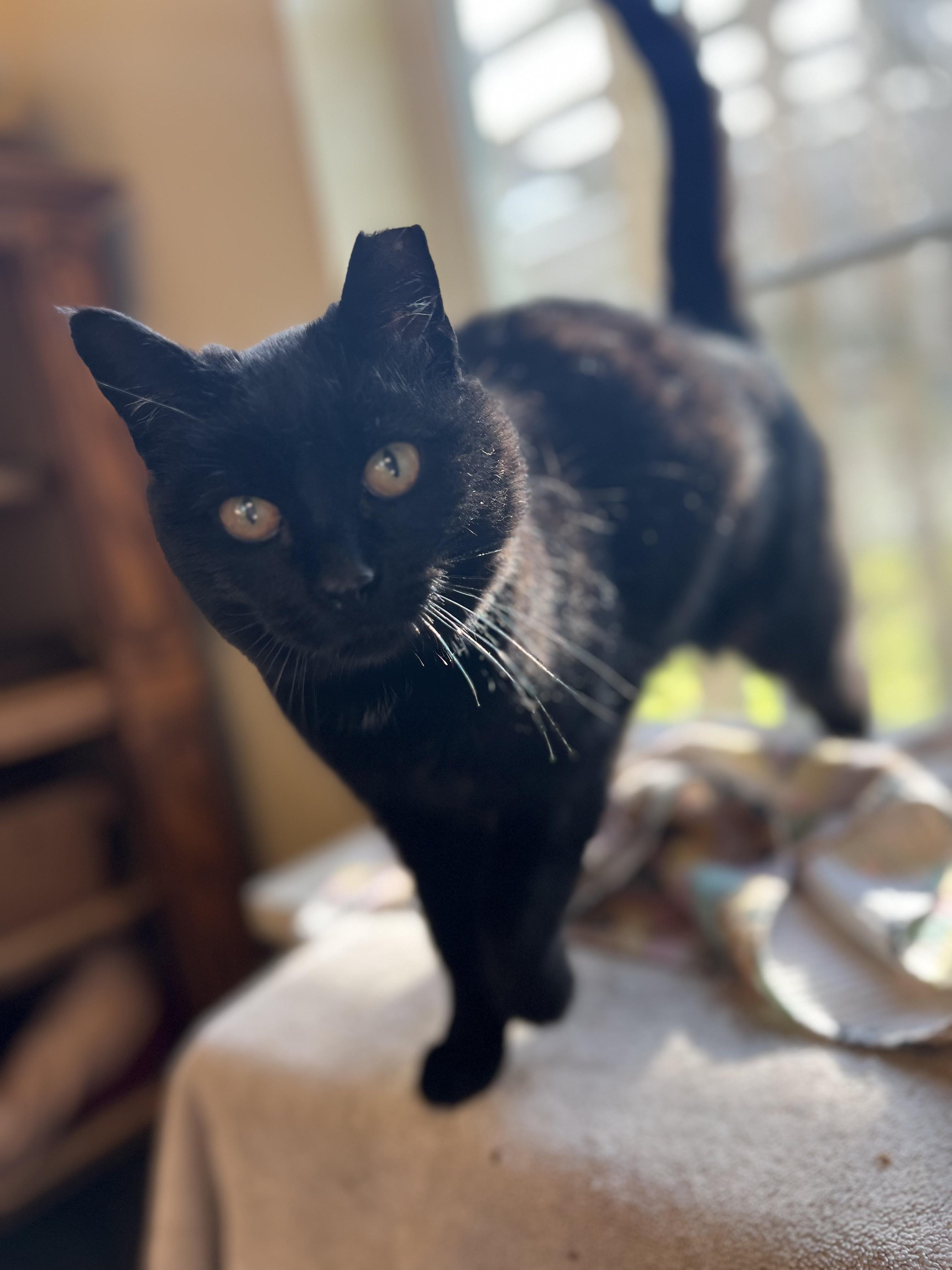 Enlarge Arwen, a Adoptable mixed breed in Plain City, OH image 4/6