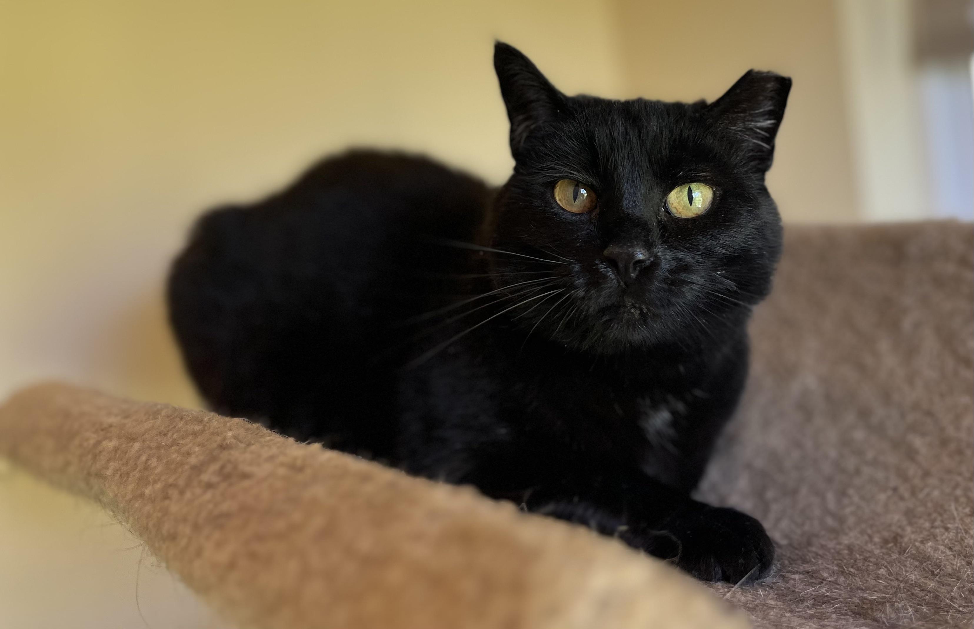 Enlarge Arwen, a Adoptable mixed breed in Plain City, OH image 2/6