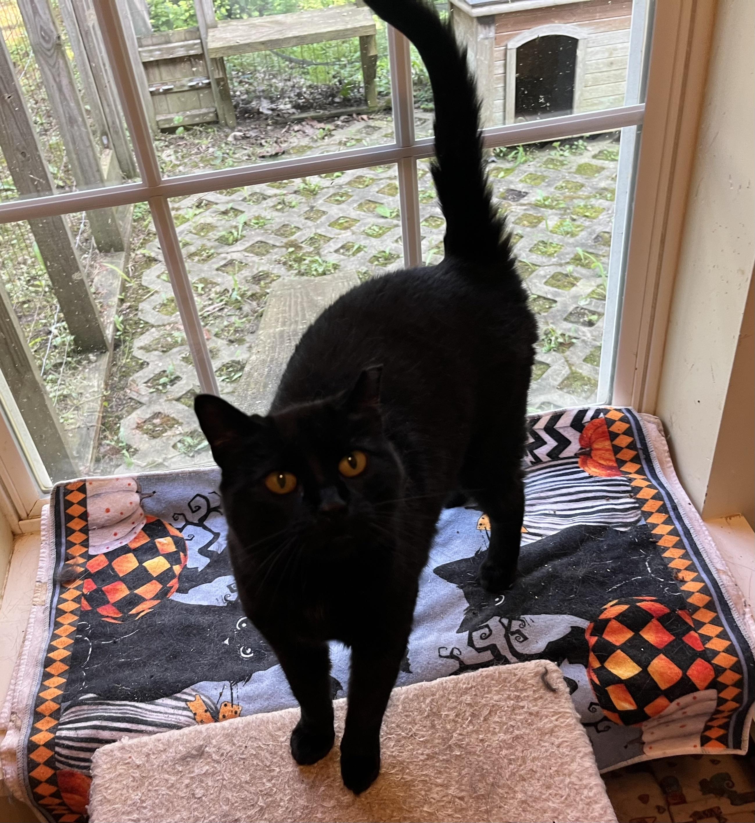 Enlarge Arwen, a Adoptable mixed breed in Plain City, OH image 3/6