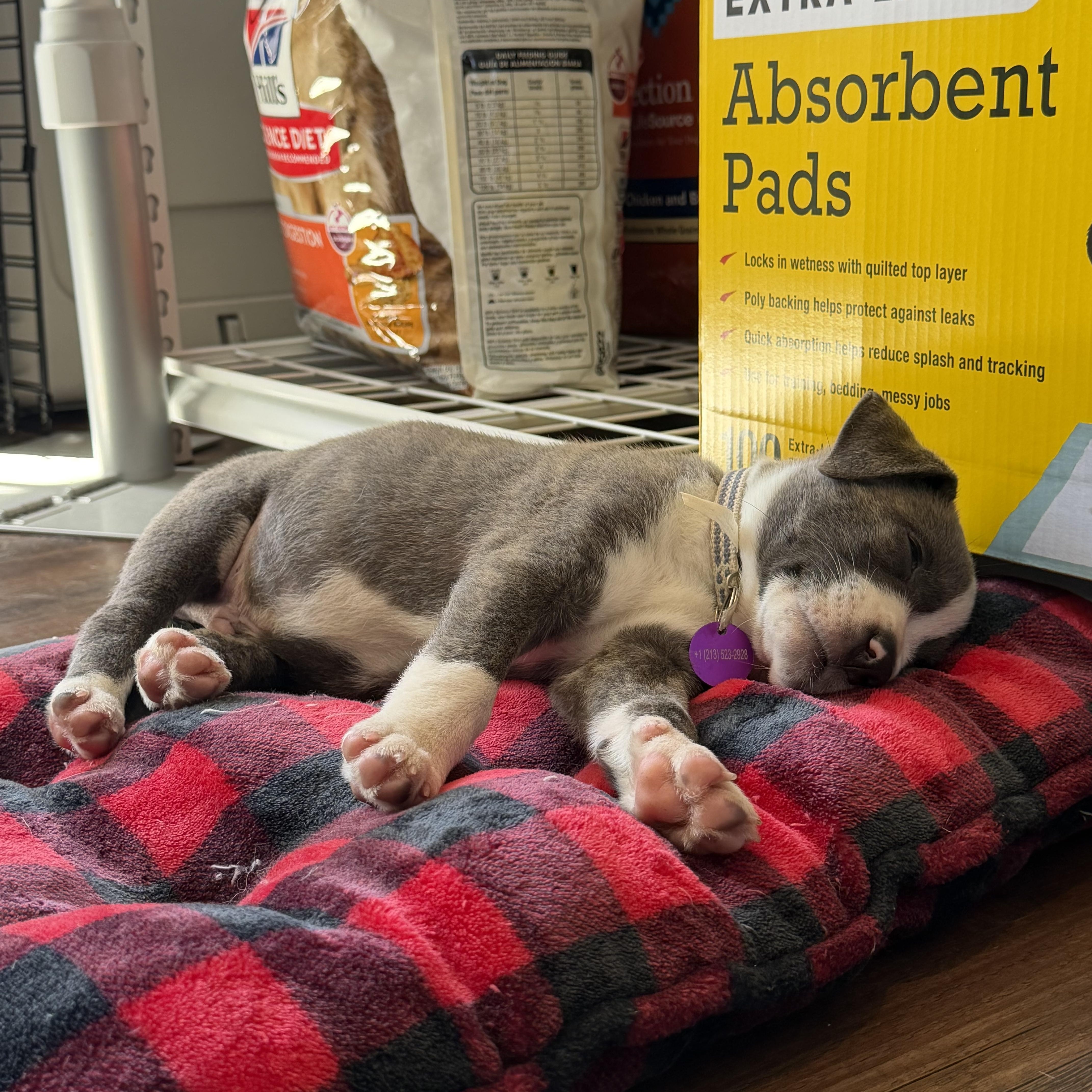 Enlarge Coal, a Adopted mixed breed in West Hollywood, CA image 3/4