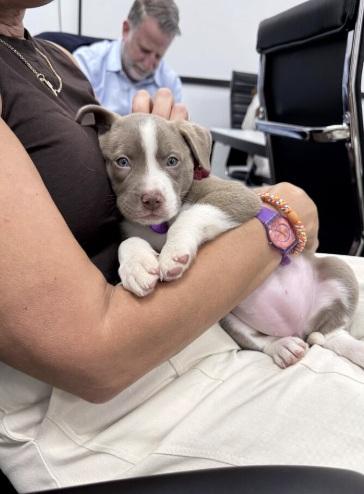 Enlarge Coal, a Adopted mixed breed in West Hollywood, CA image 2/4