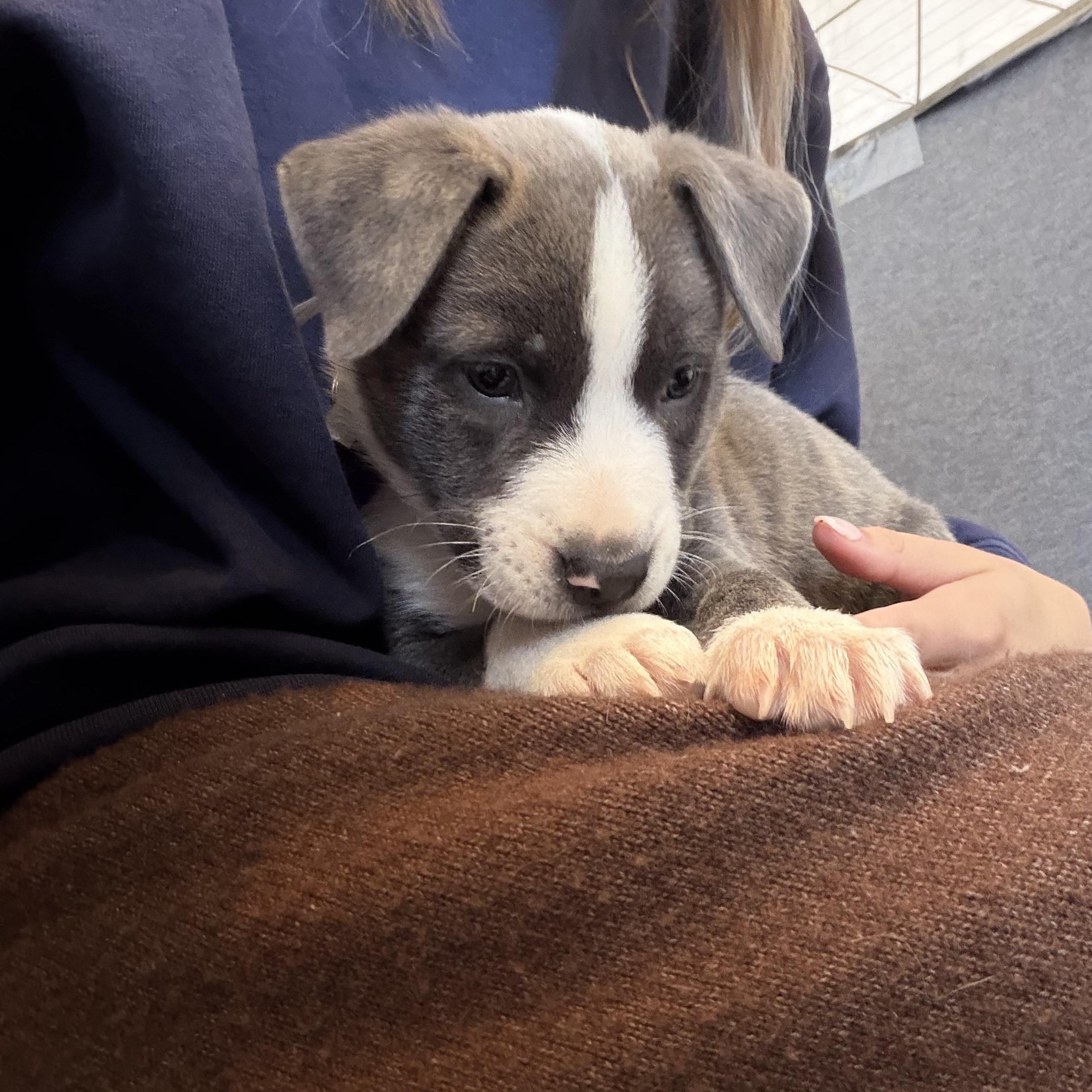 Enlarge Coal, a Adopted mixed breed in West Hollywood, CA image 4/4