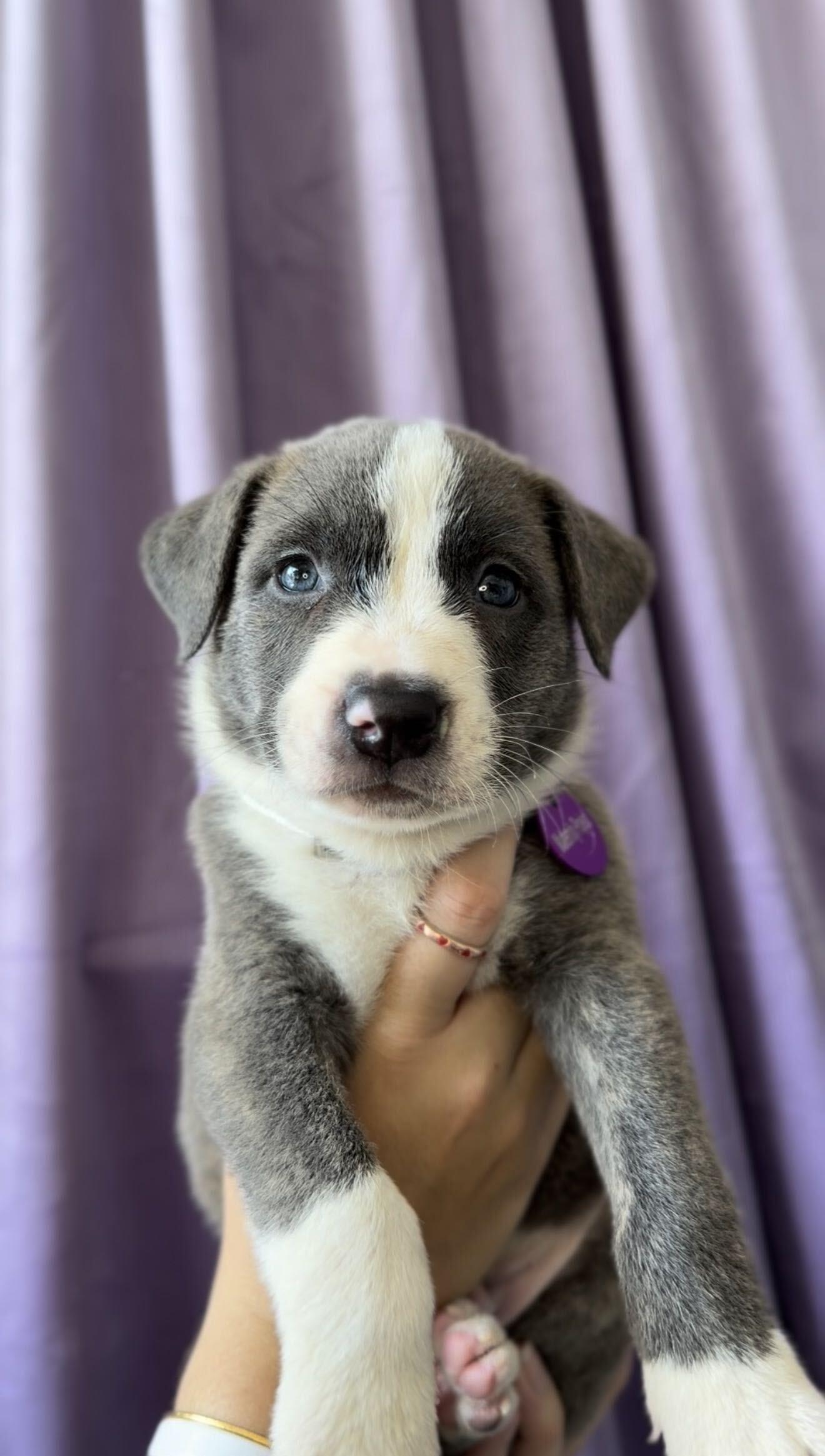 Coal, Adopted, Puppy Male Basenji & Pit Bull Terrier.