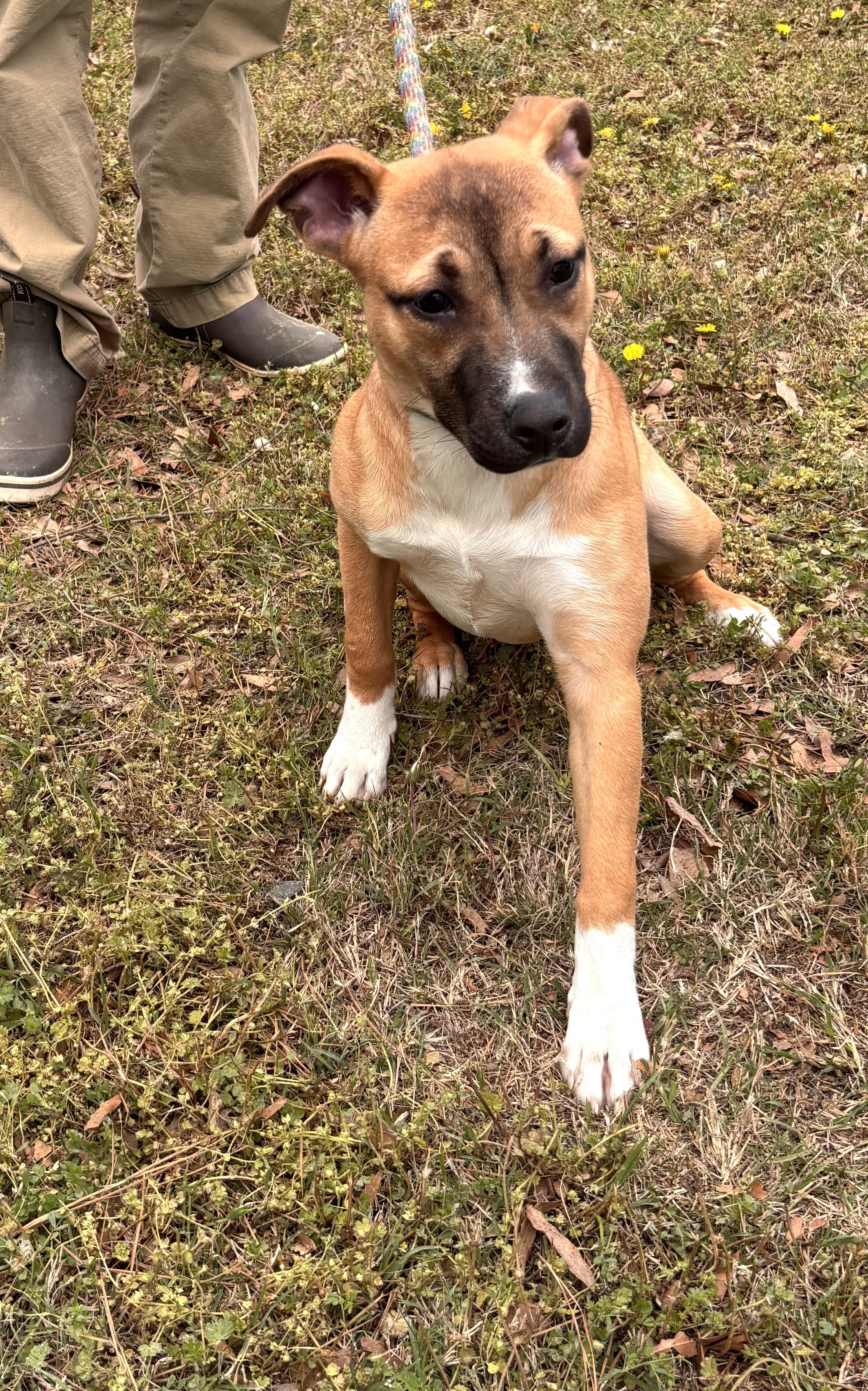 Enlarge Gus Adorable 7 months Old 38 pounds Just a Baby on Euthanasia List!, an adopted mixed breed in Richmond, VA image 3/3