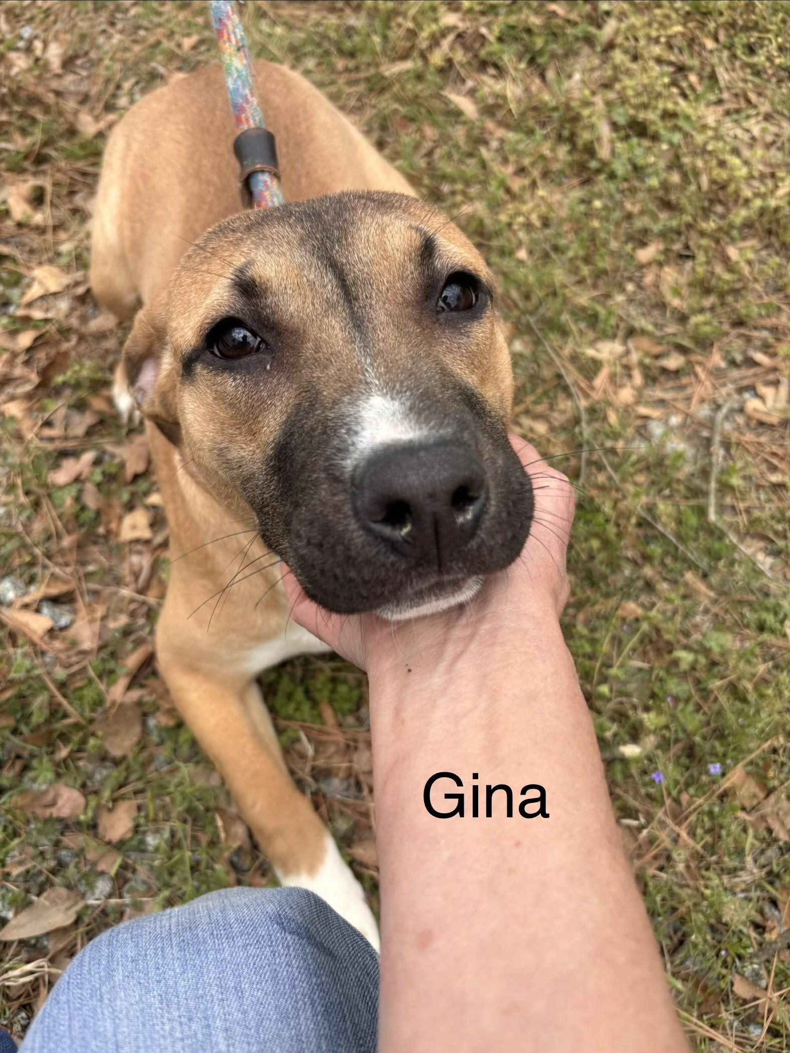 Enlarge Gus Adorable 7 months Old 38 pounds Just a Baby on Euthanasia List!, an adopted mixed breed in Richmond, VA image 2/3