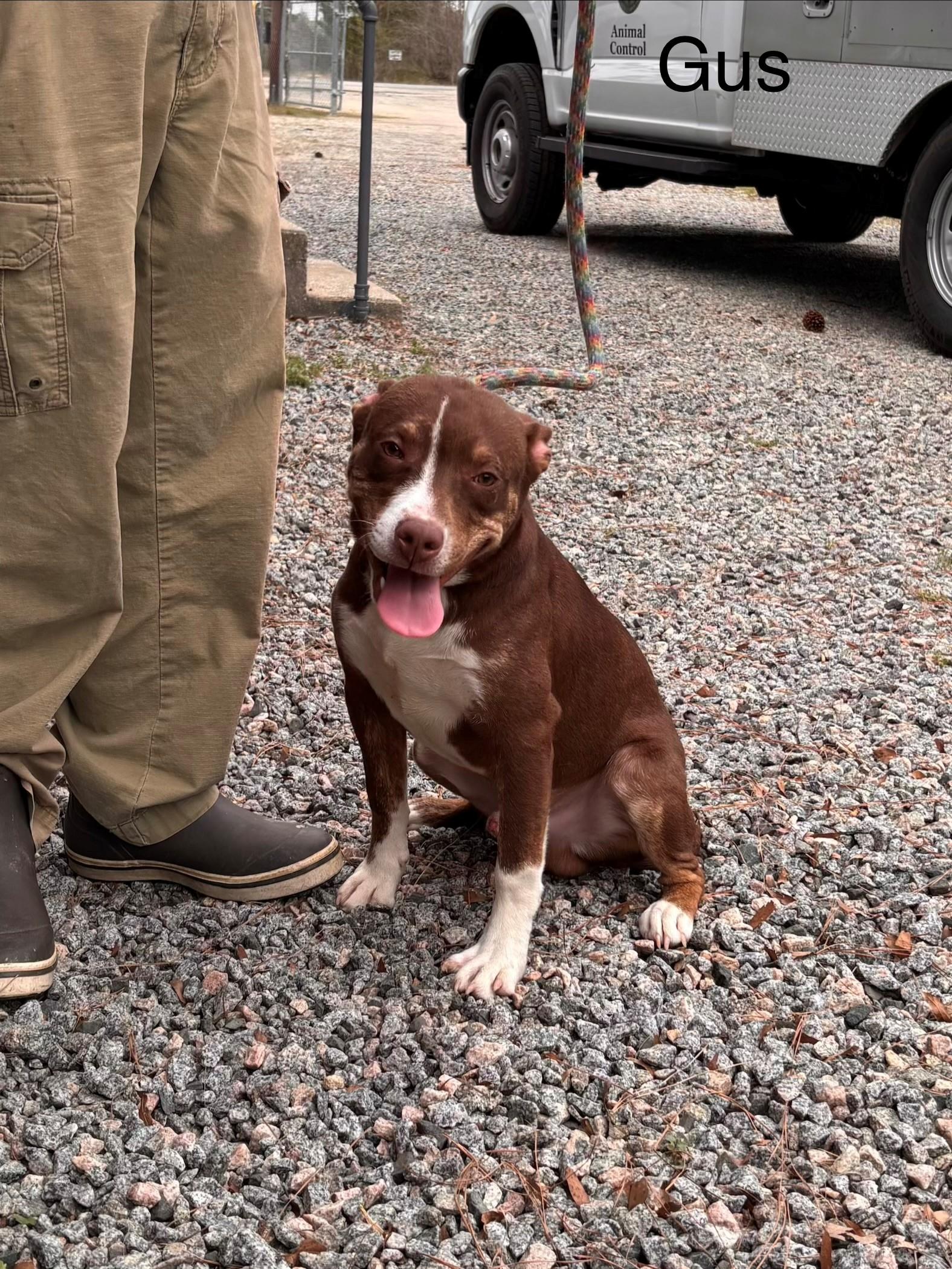 Enlarge Gus Adorable 7 months Old 38 pounds Just a Baby on Euthanasia List!, an adopted mixed breed in Richmond, VA image 1/3