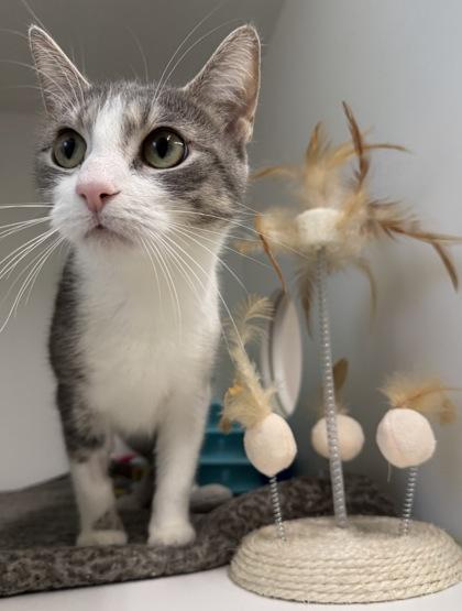 Enlarge Mocha, a Adoptable mixed breed in Erin, ON image 1/1