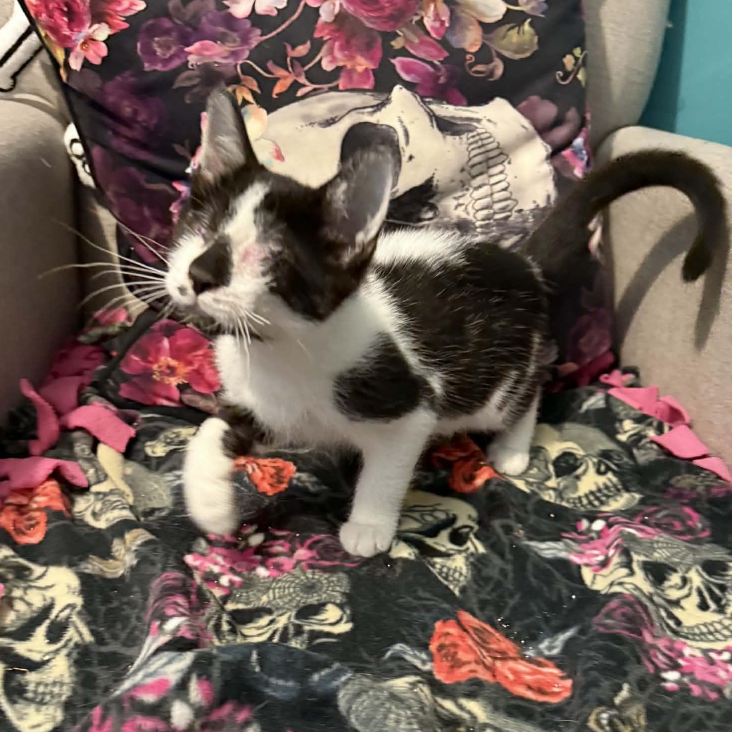 Enlarge Zion, an adopted mixed breed in Antioch, CA image 4/5