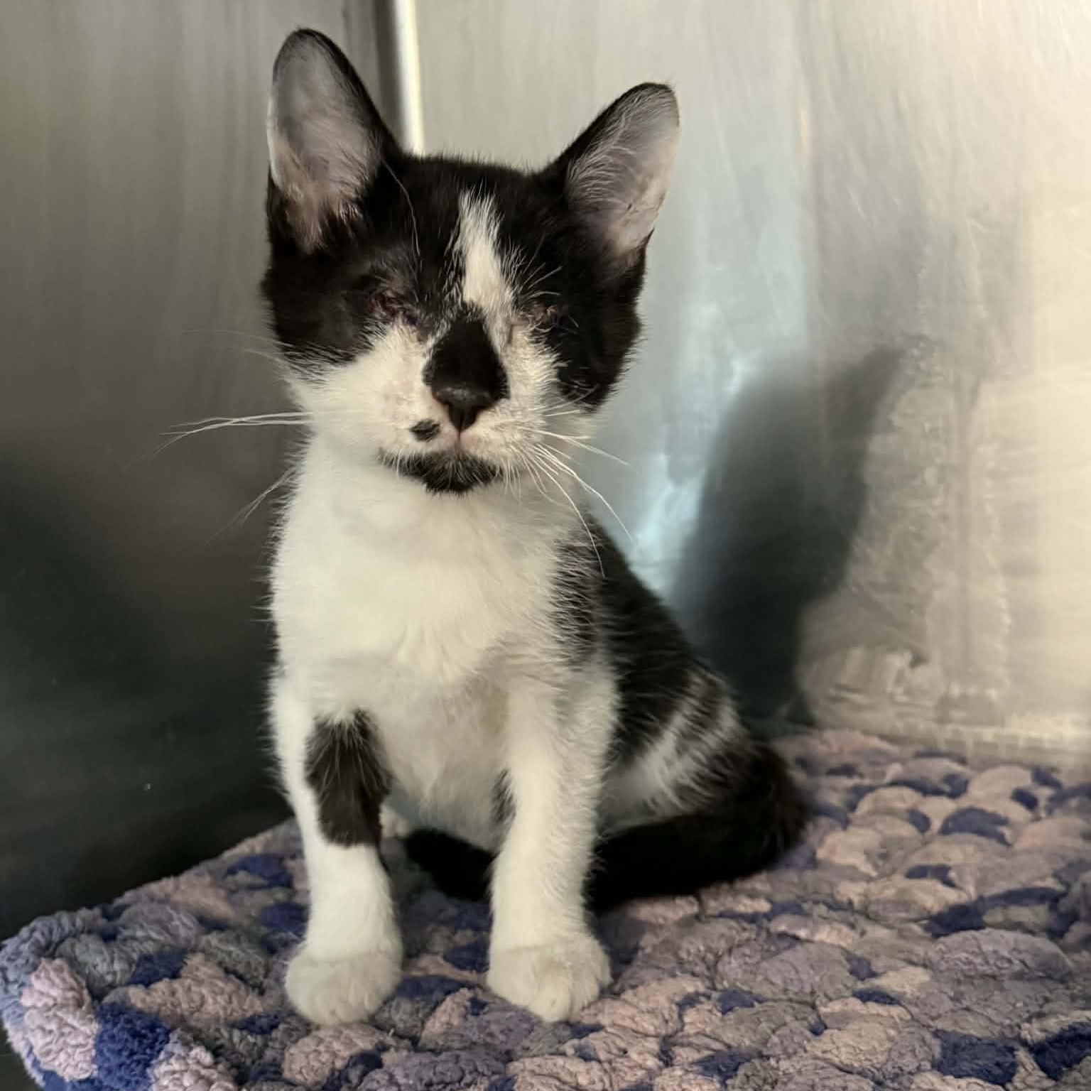 Zion, adopted, Kitten Male Domestic Short Hair.