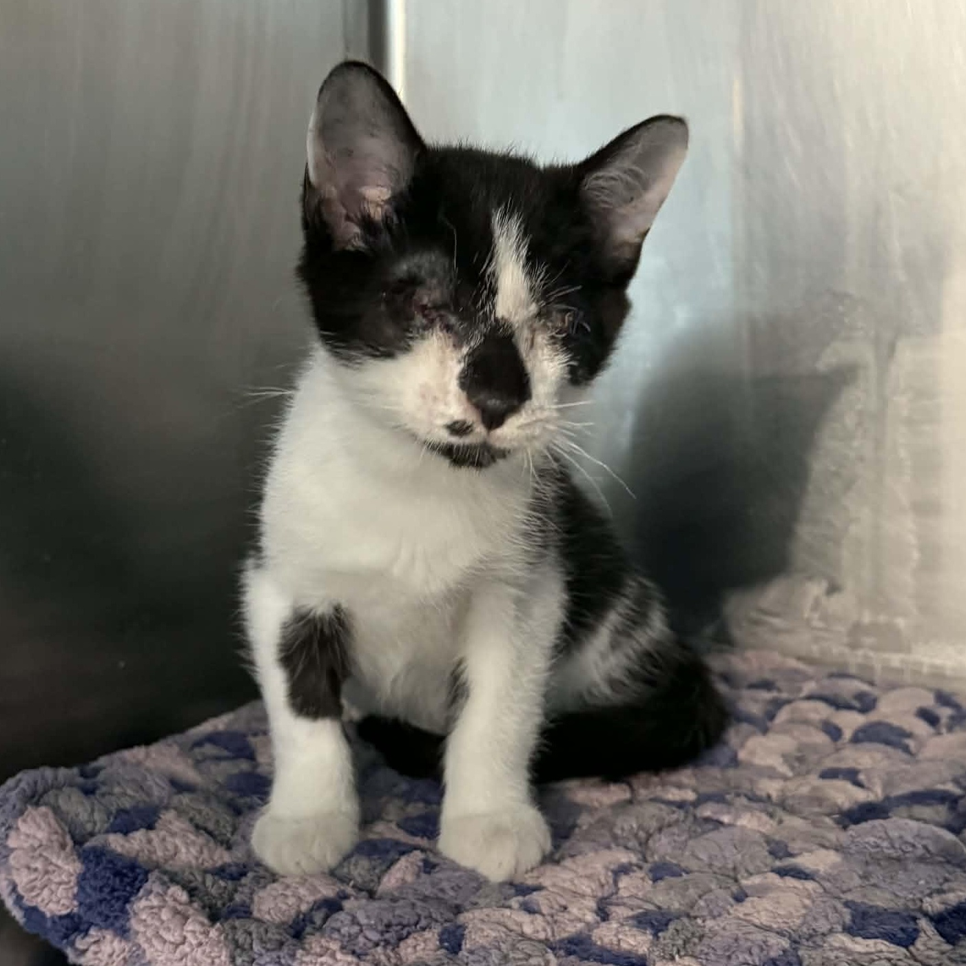 Enlarge Zion, an adopted mixed breed in Antioch, CA image 2/5