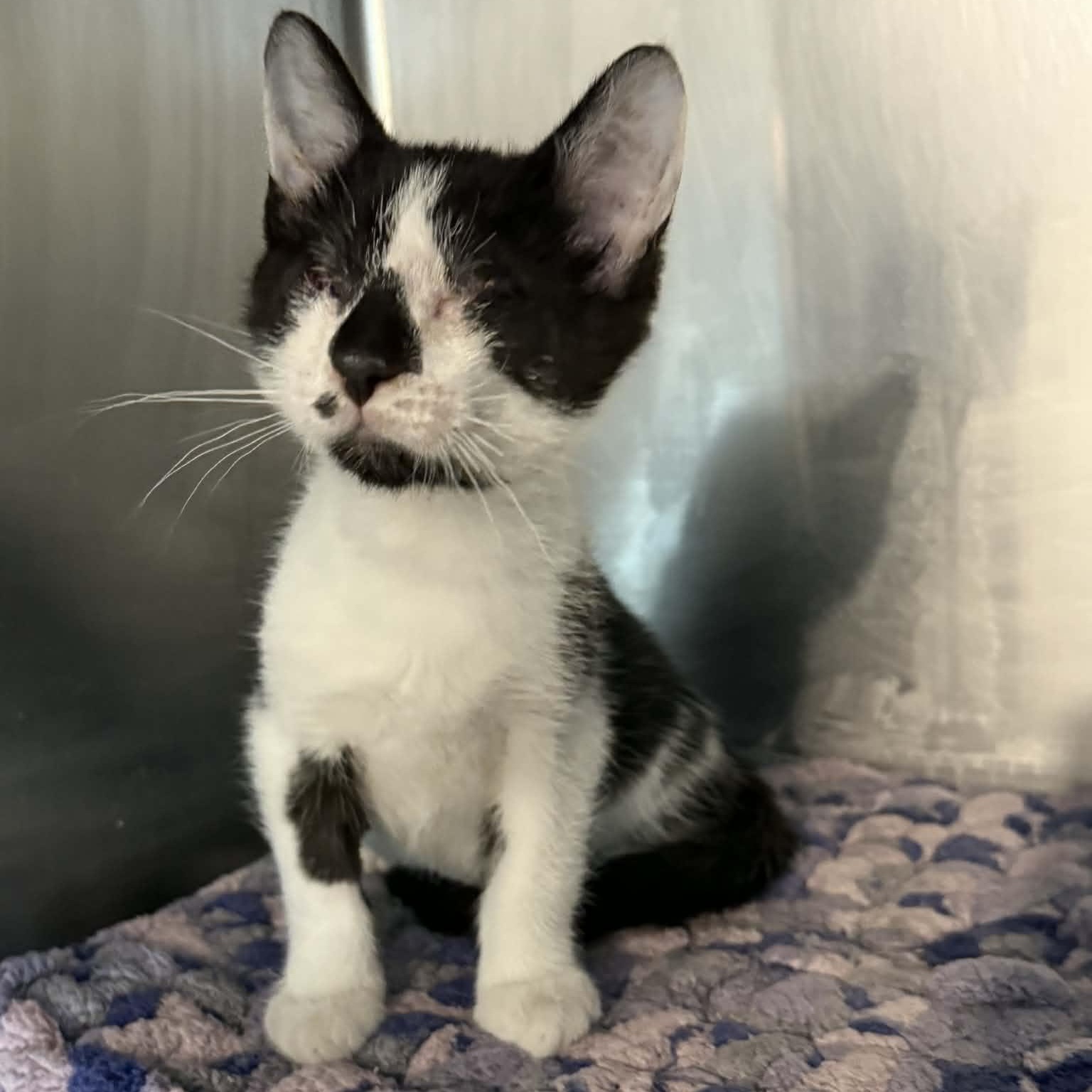 Enlarge Zion, an adopted mixed breed in Antioch, CA image 5/5