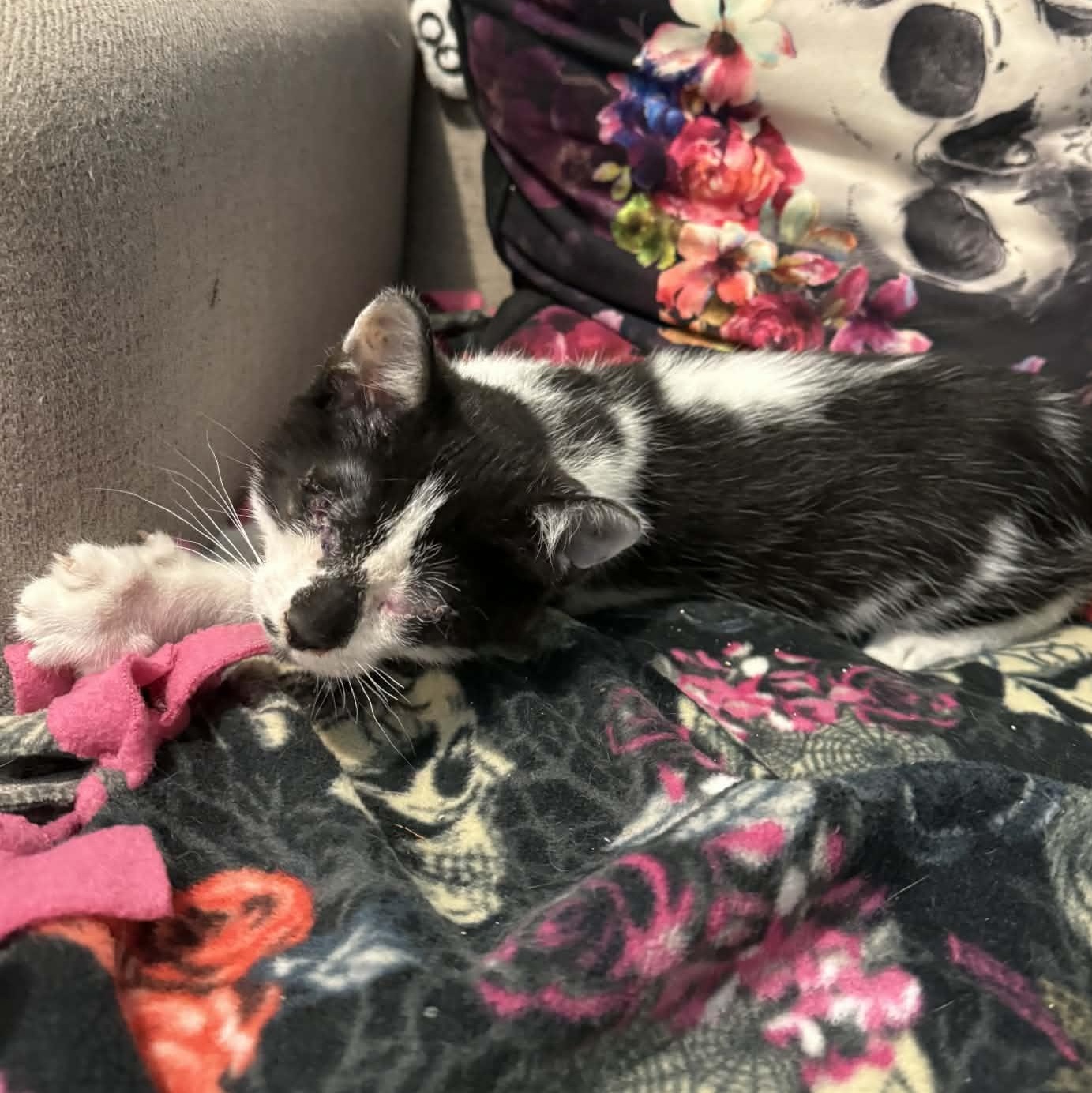 Enlarge Zion, an adopted mixed breed in Antioch, CA image 3/5