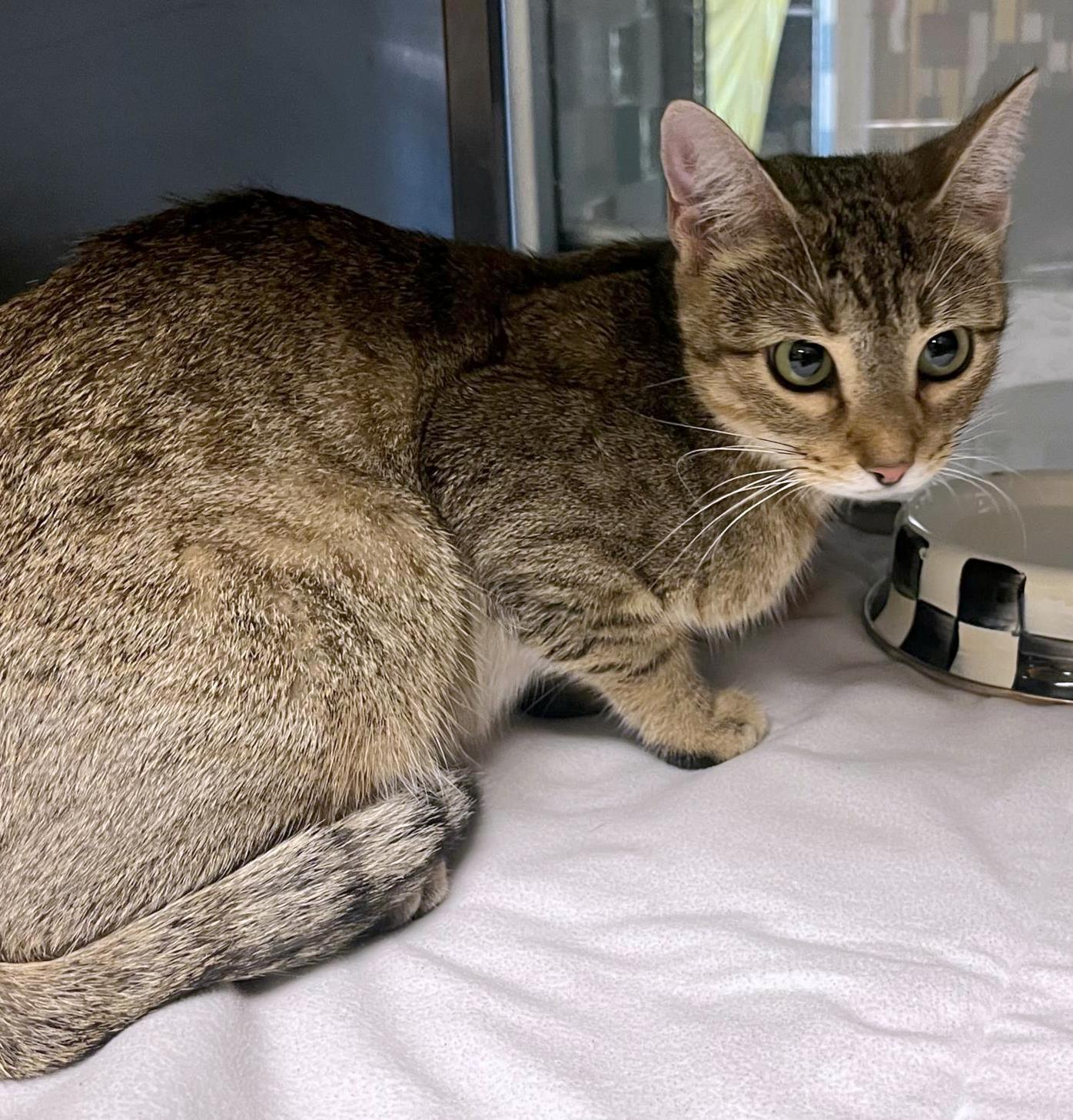 Cat for adoption Kasa A206368, a Domestic Short Hair in Plano, TX