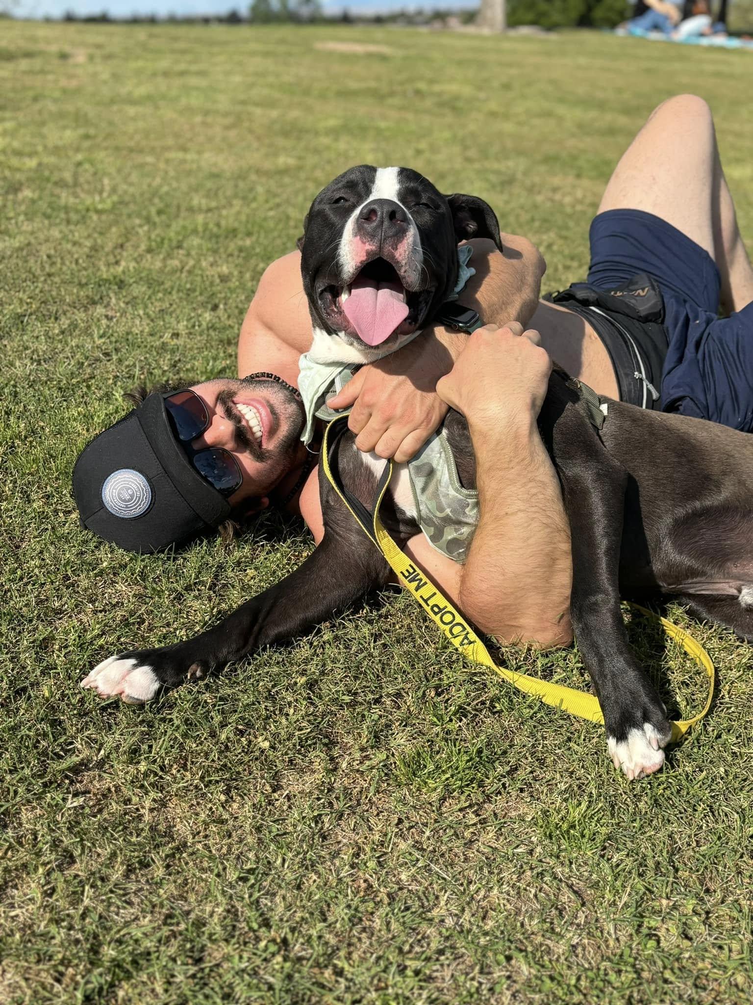 Tango, Adoptable, Adult Male American Staffordshire Terrier.